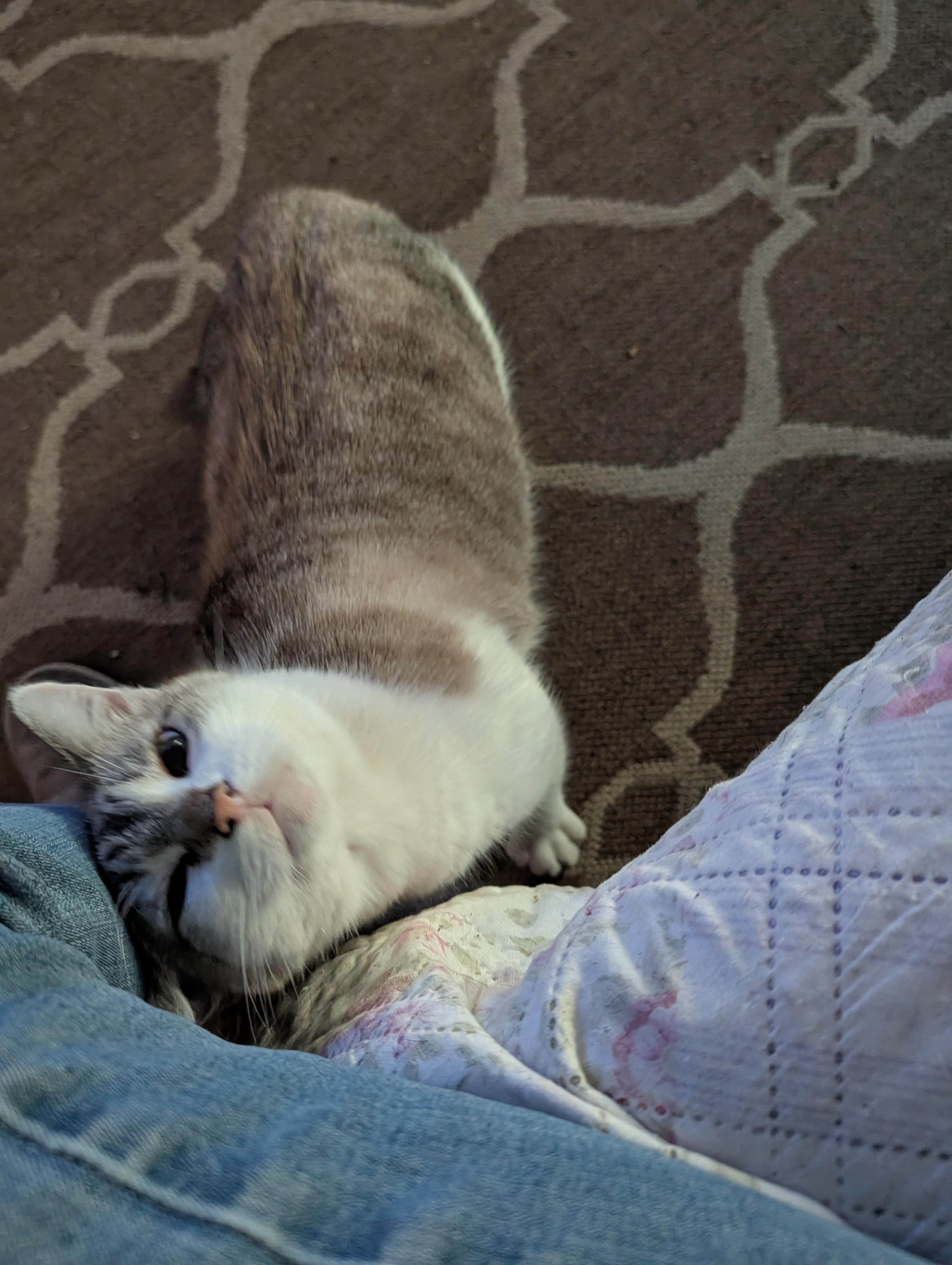 Duchess, a Adoptable mixed breed in Fischer, TX image 2/3