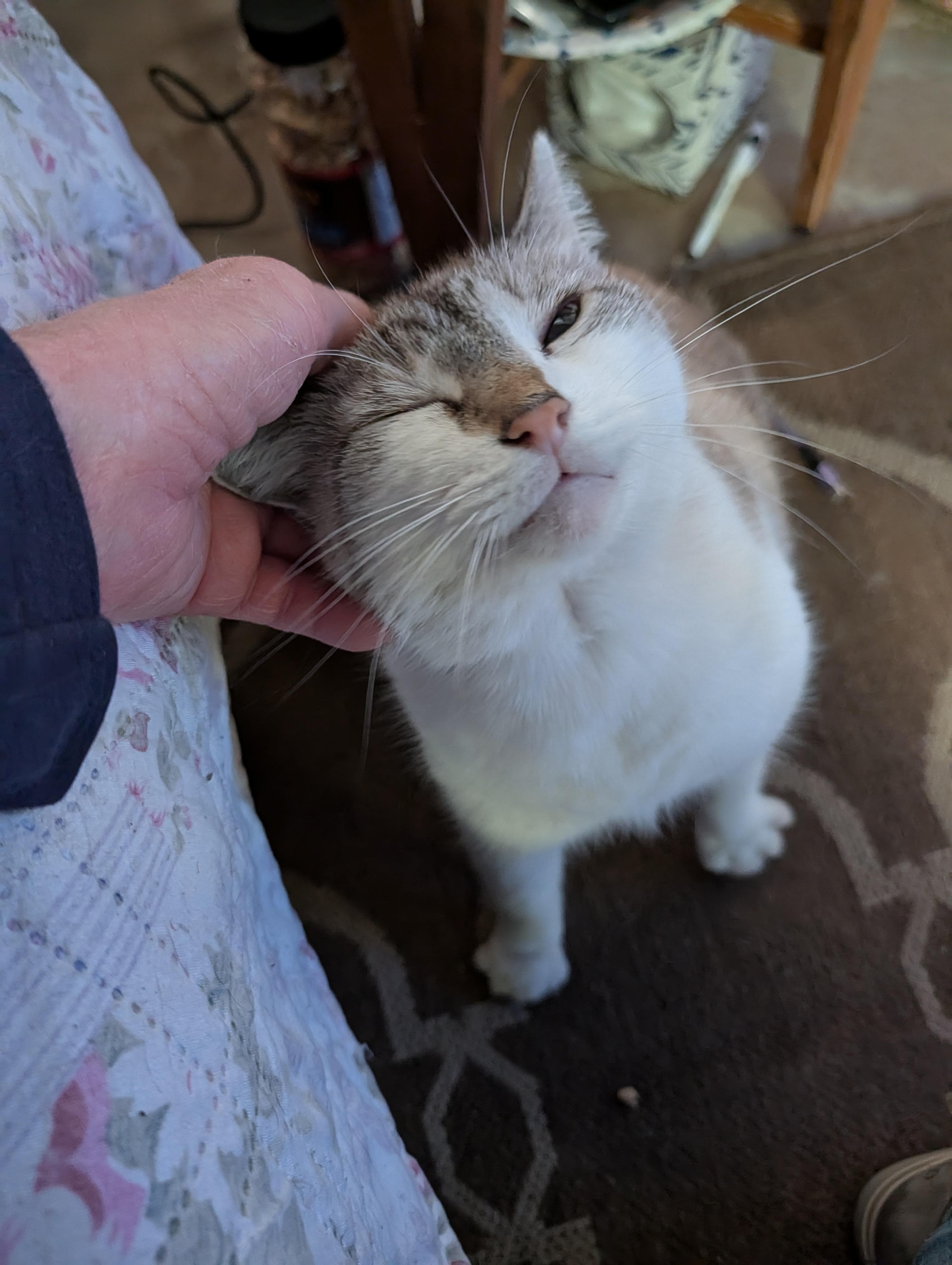 Duchess, a Adoptable mixed breed in Fischer, TX image 3/3