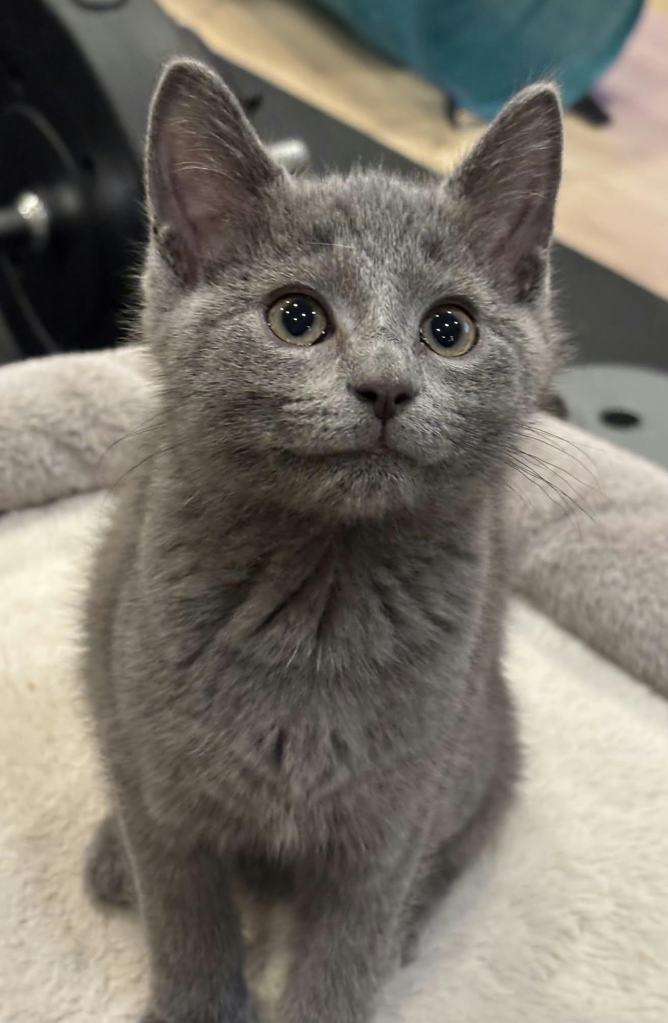 Enlarge Frilled, a Adopted Domestic Short Hair in Martinsville, IN image 1/1