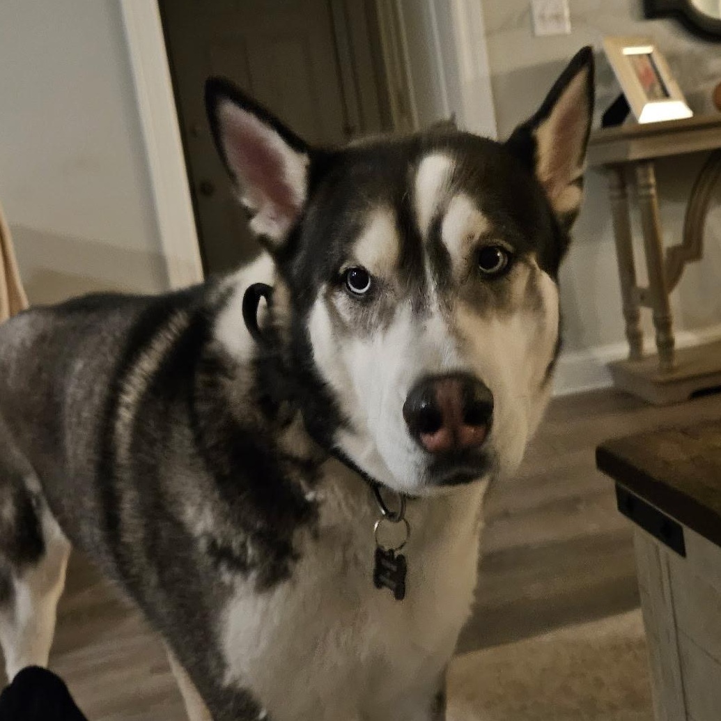Enlarge Tucker, a ADOPTABLE Husky in Lemont, IL image 6/6