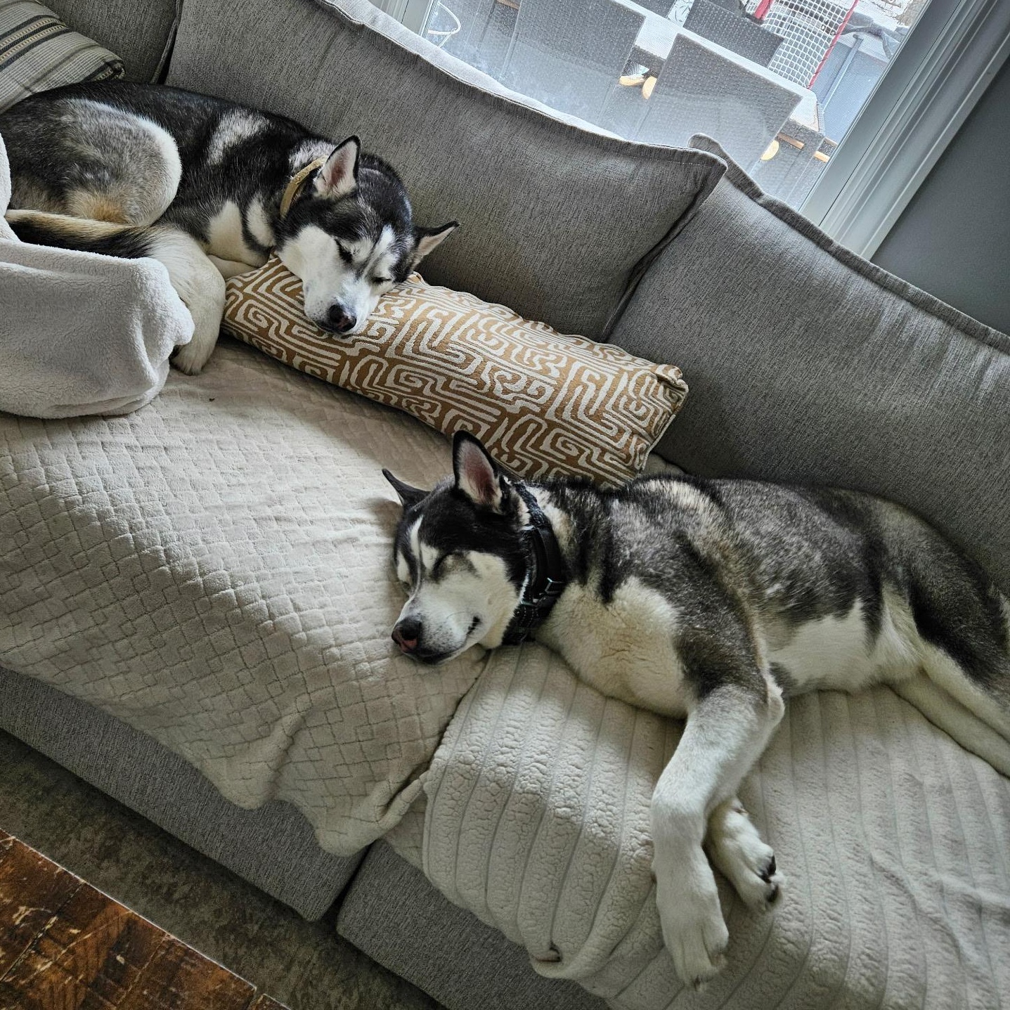 Enlarge Tucker, a ADOPTABLE Husky in Lemont, IL image 5/6