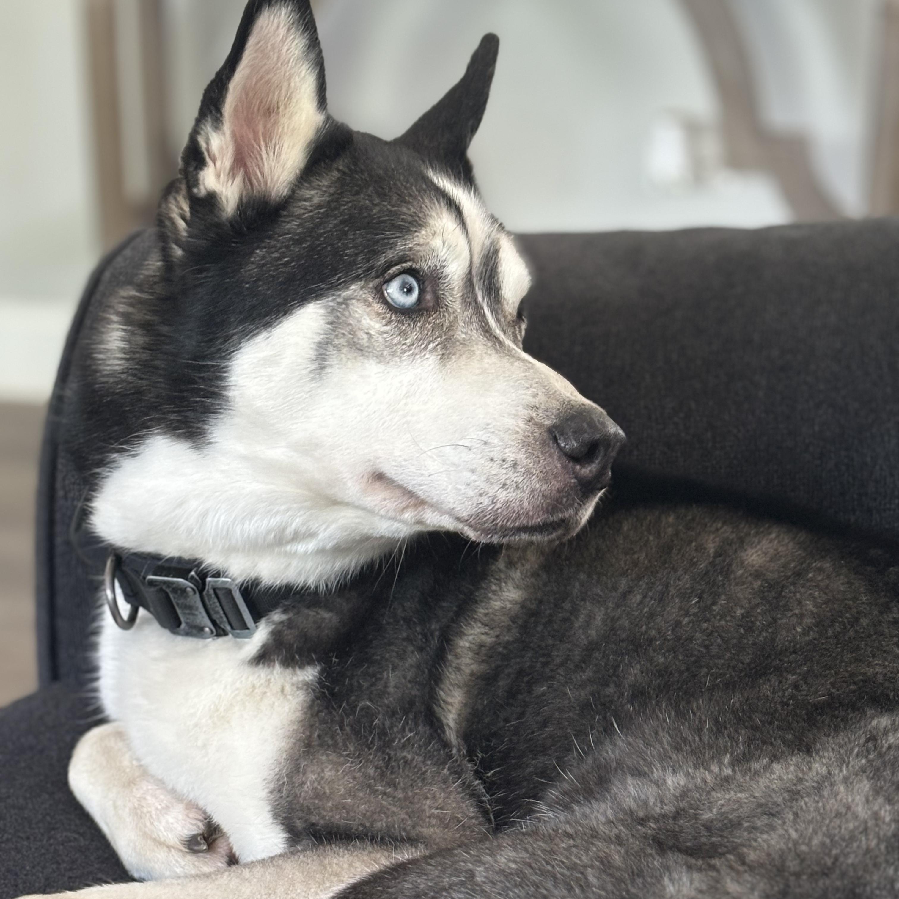 Enlarge Tucker, a ADOPTABLE Husky in Lemont, IL image 3/6