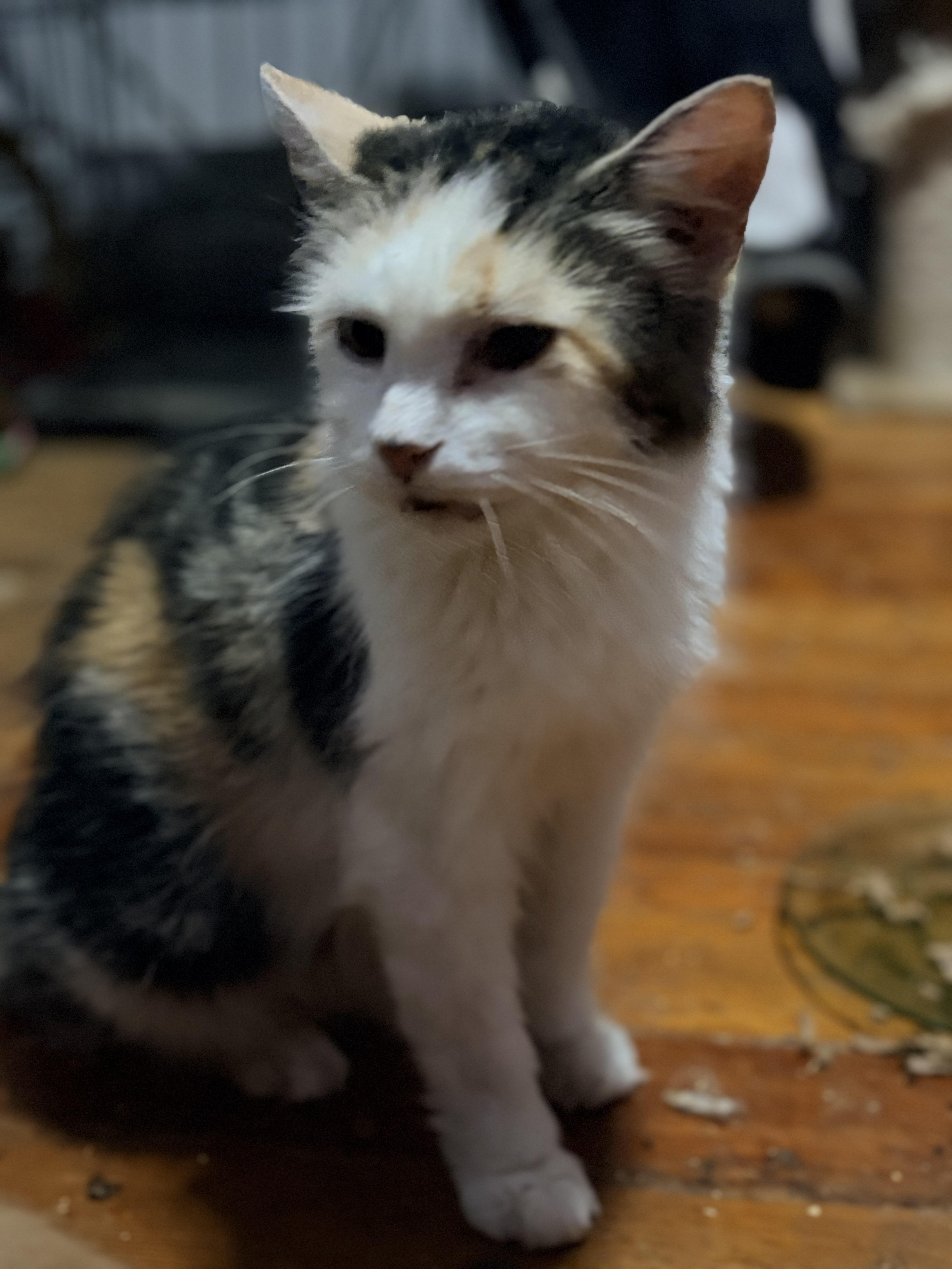 Enlarge Maggie, a Adoptable mixed breed in Newark valley, NY image 4/6