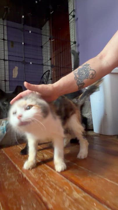 Enlarge Maggie, a Adoptable mixed breed in Newark valley, NY video 3/6