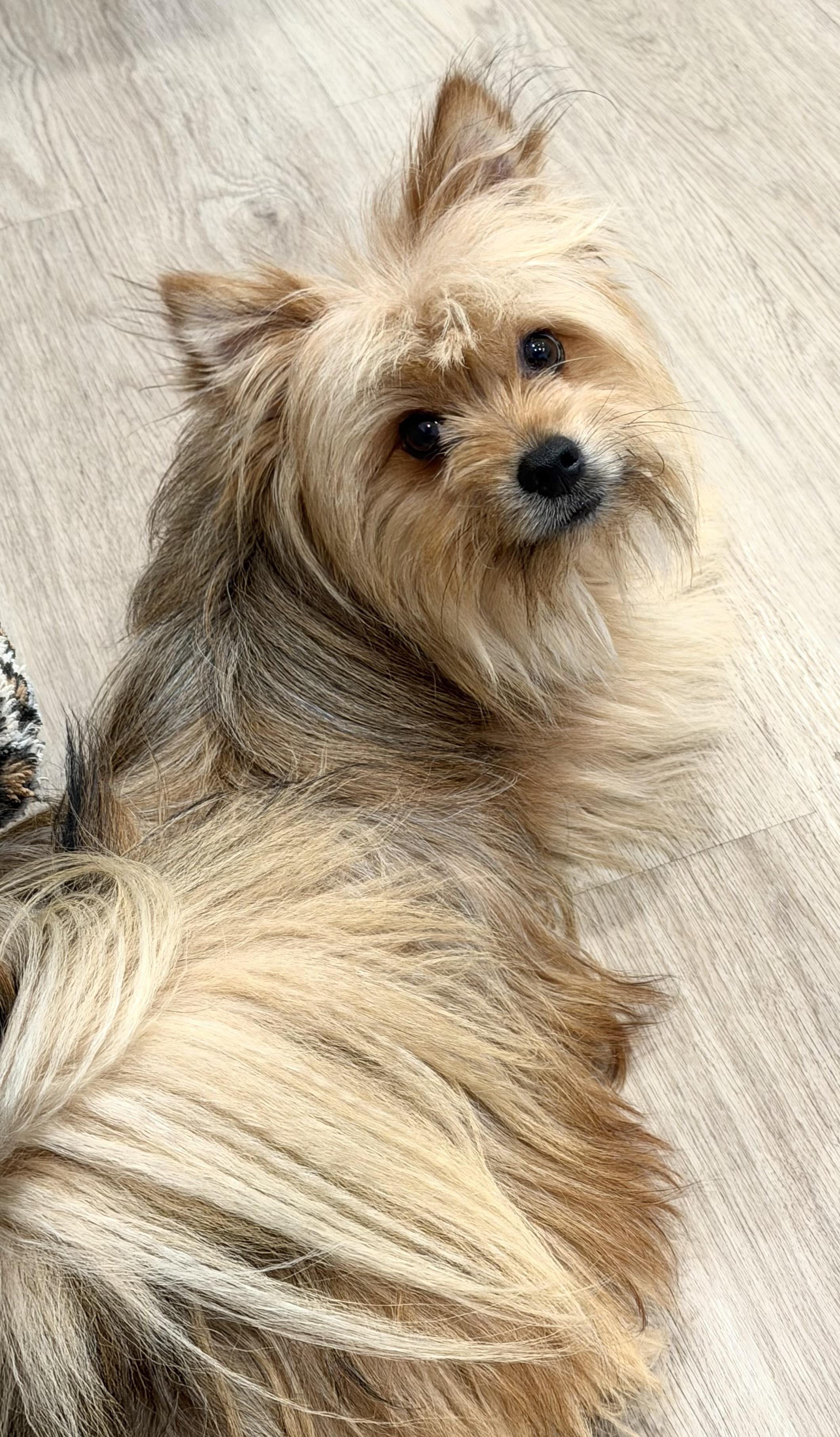 Scooter, a Adoptable mixed breed in Yuba City, CA image 6/6