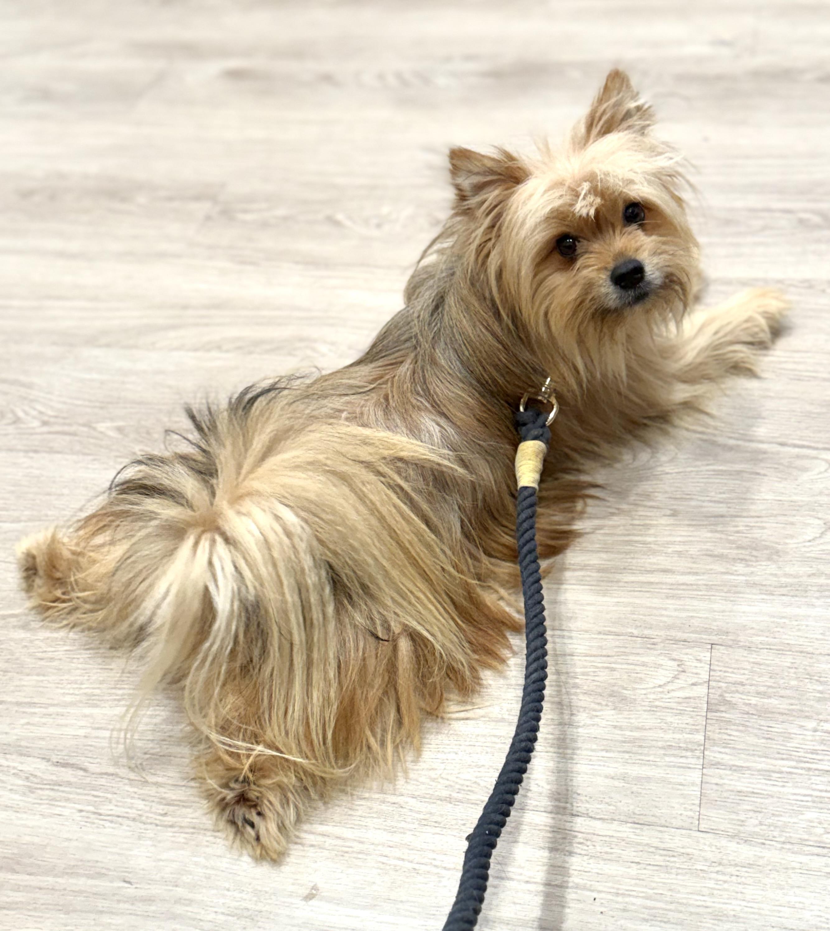 Scooter, Adoptable, Young Male Pomeranian & Yorkshire Terrier.