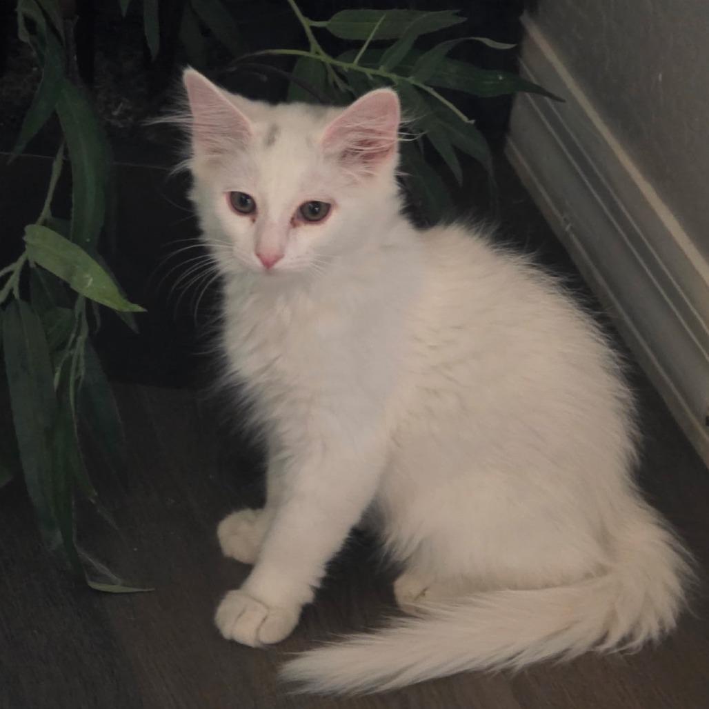 N-Rudy, a Adoptable Domestic Short Hair in Arizona City, AZ image 1/3