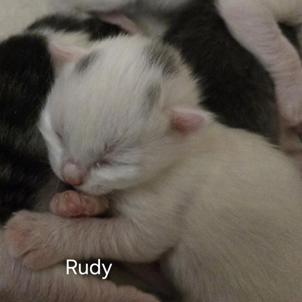 N-Rudy, a Adoptable Domestic Short Hair in Arizona City, AZ image 3/3
