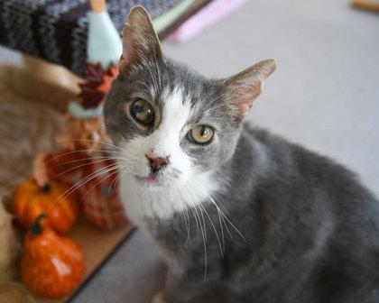 Enlarge Trifecta, a Adoptable Domestic Short Hair in Ringoes, NJ image 1/3