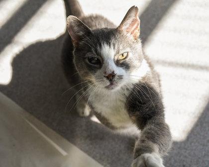 Trifecta, Adoptable, Senior Male Domestic Short Hair & Domestic Short Hair.