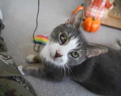 Enlarge Trifecta, a Adoptable Domestic Short Hair in Ringoes, NJ image 1/3