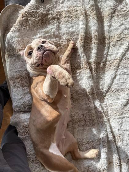 LAVENDER HOPE, a ADOPTABLE mixed breed in Bonney Lake, WA image 3/3