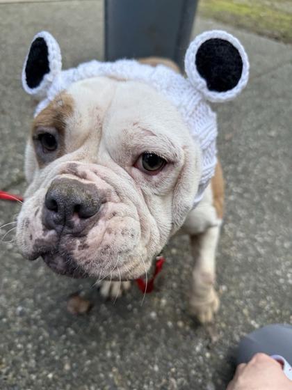 LAVENDER HOPE, a ADOPTABLE mixed breed in Bonney Lake, WA image 2/3
