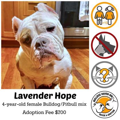 Enlarge LAVENDER HOPE, a ADOPTABLE mixed breed in Bonney Lake, WA image 1/3