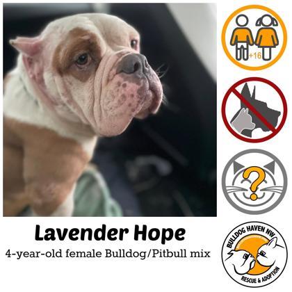 LAVENDER HOPE, a ADOPTABLE mixed breed in Bonney Lake, WA image 1/3
