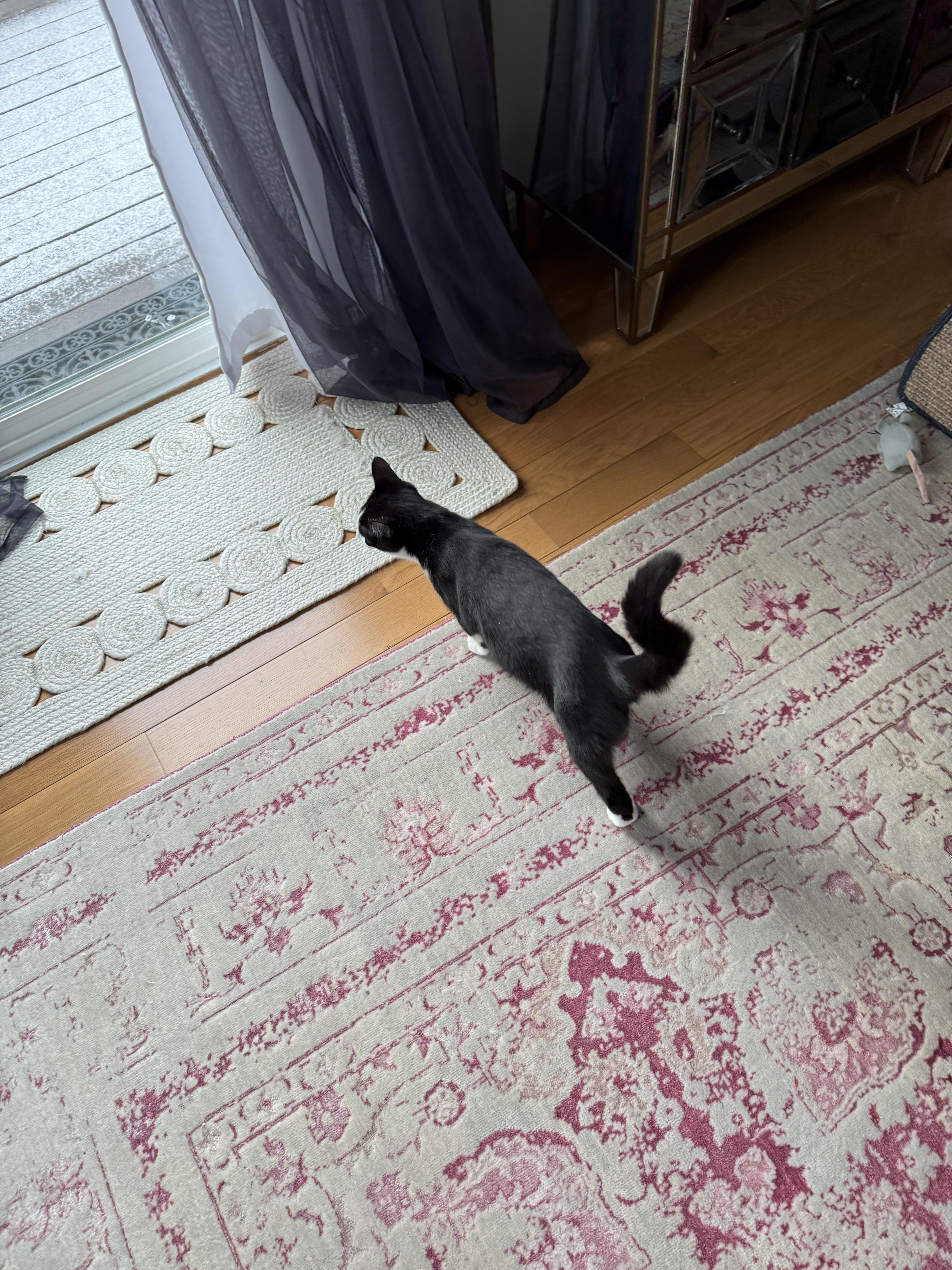 Enlarge Freckles, an adoptable Domestic Medium Hair in Shrewsbury, MA image 2/5