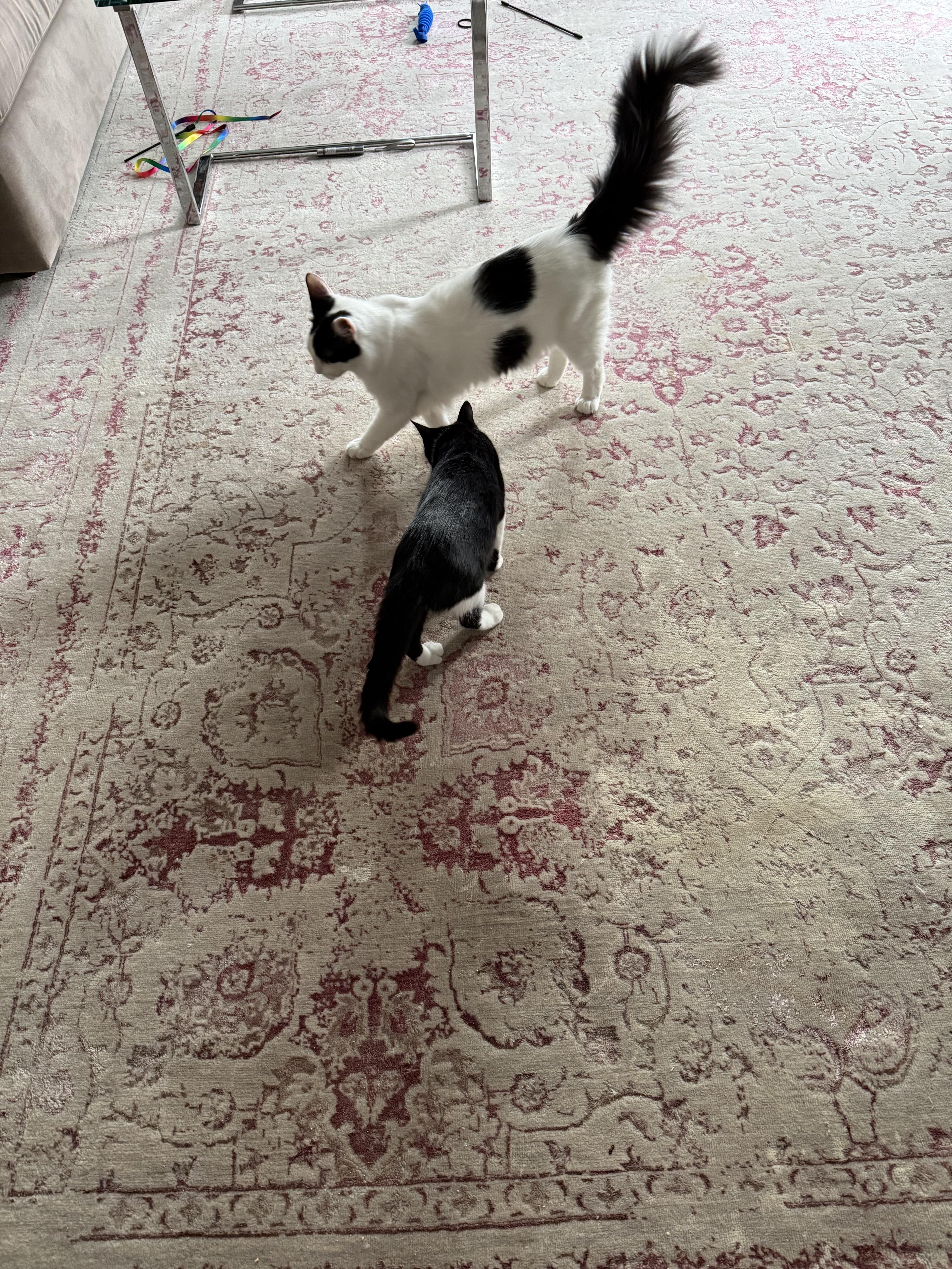 Enlarge Freckles, an adoptable Domestic Medium Hair in Shrewsbury, MA image 5/5