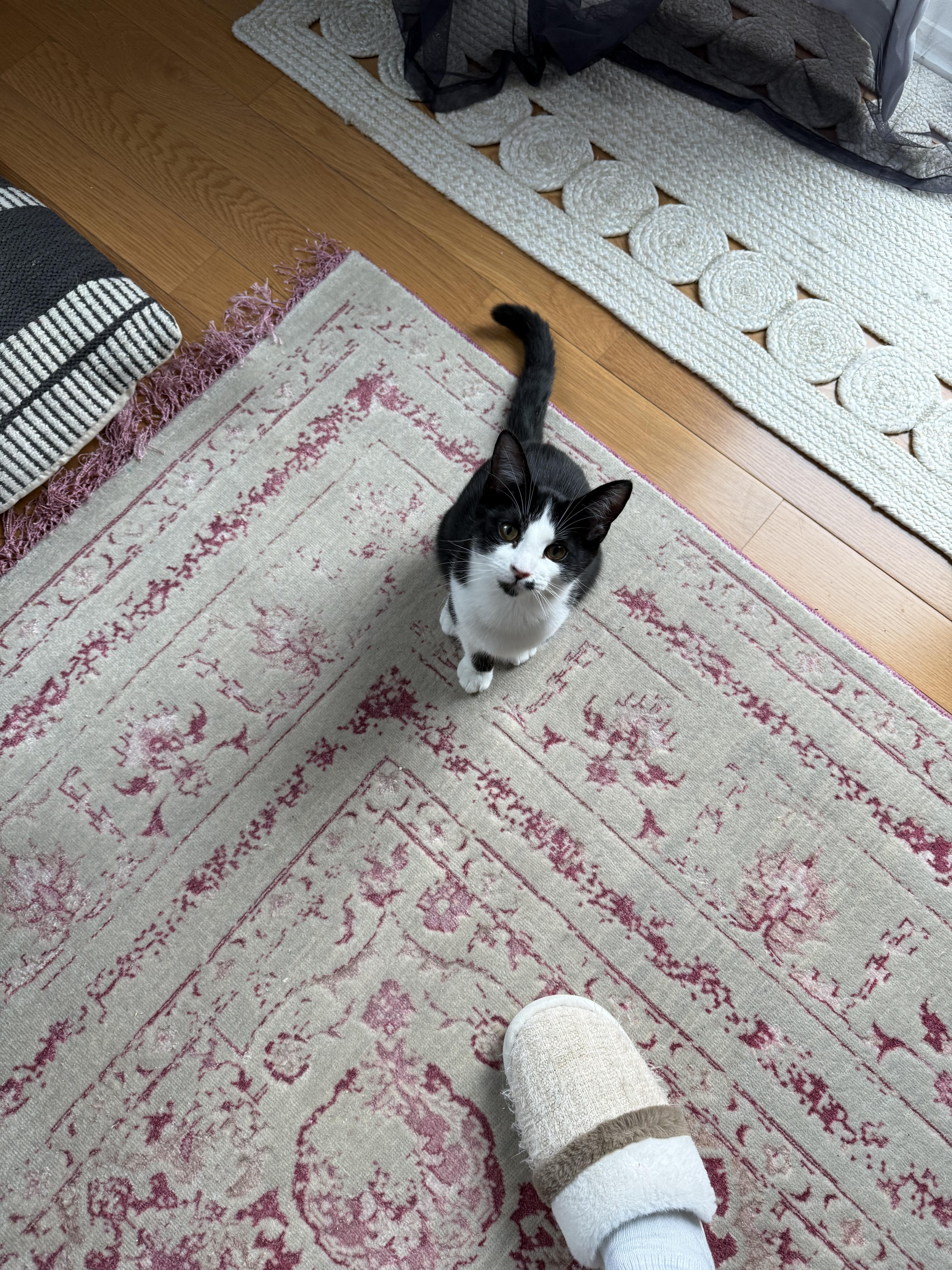 Enlarge Freckles, an adoptable Domestic Medium Hair in Shrewsbury, MA image 3/5