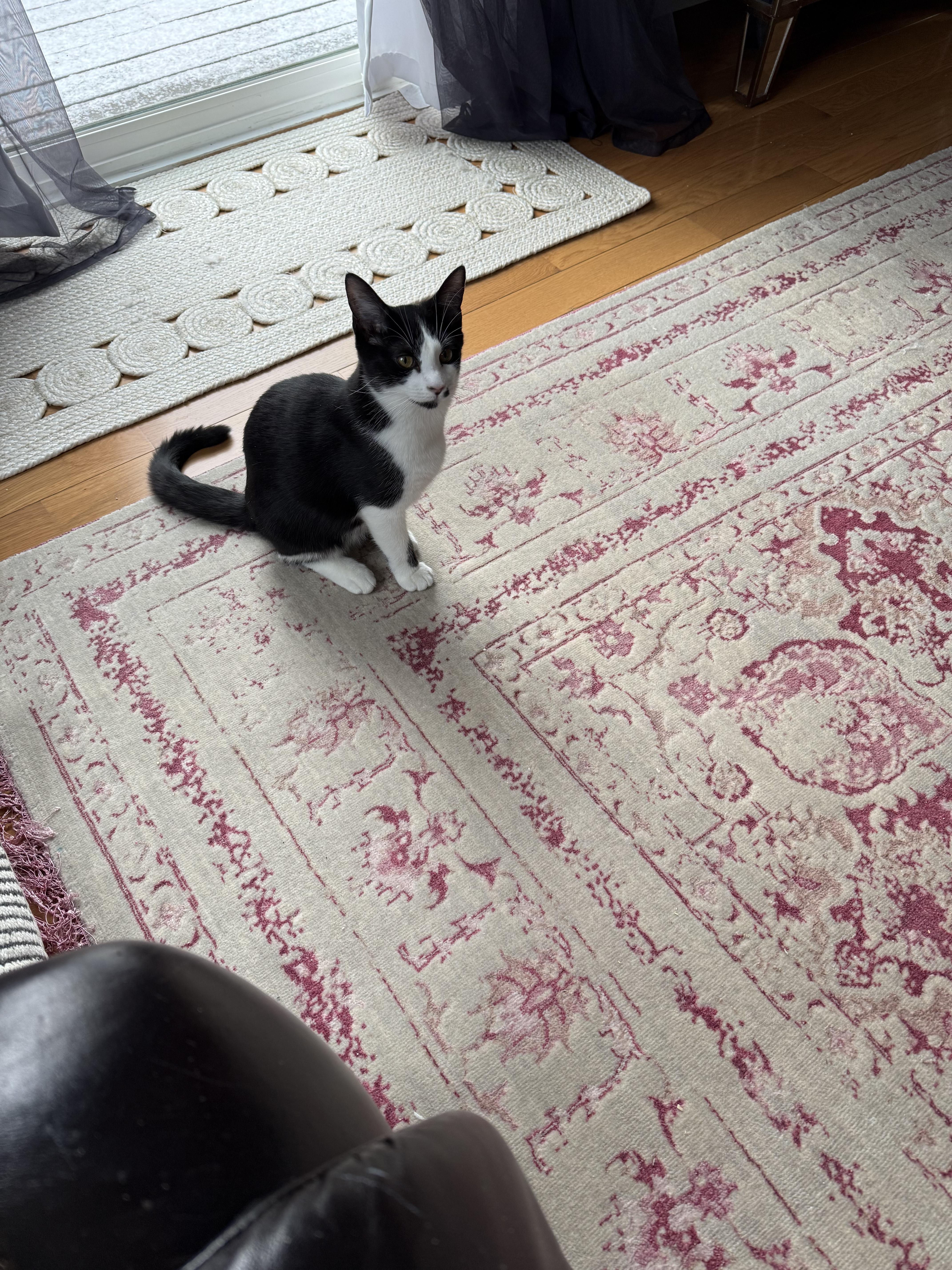 Enlarge Freckles, an adoptable Domestic Medium Hair in Shrewsbury, MA image 4/5