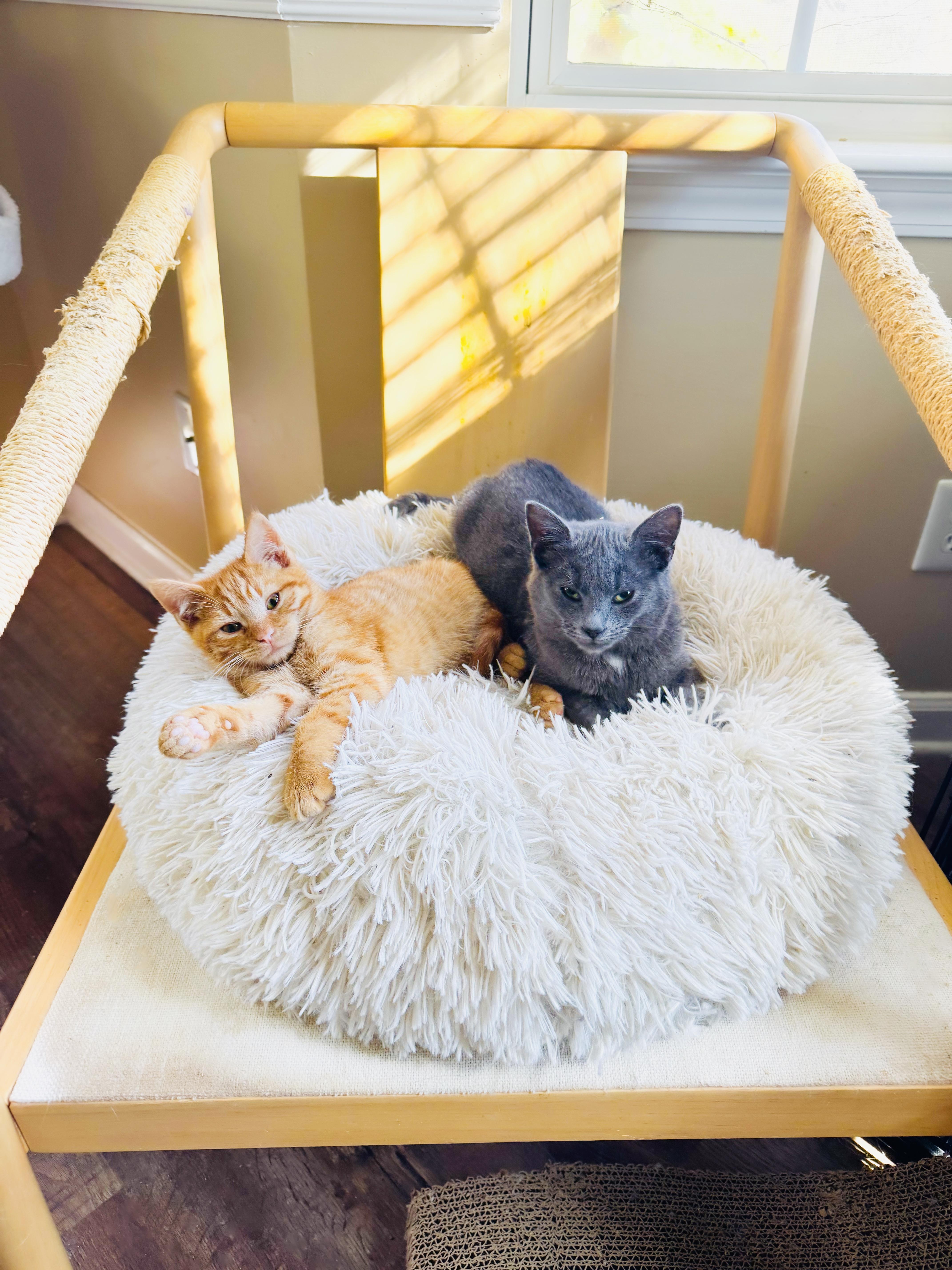 Turkey & Marmot thumbnail 3