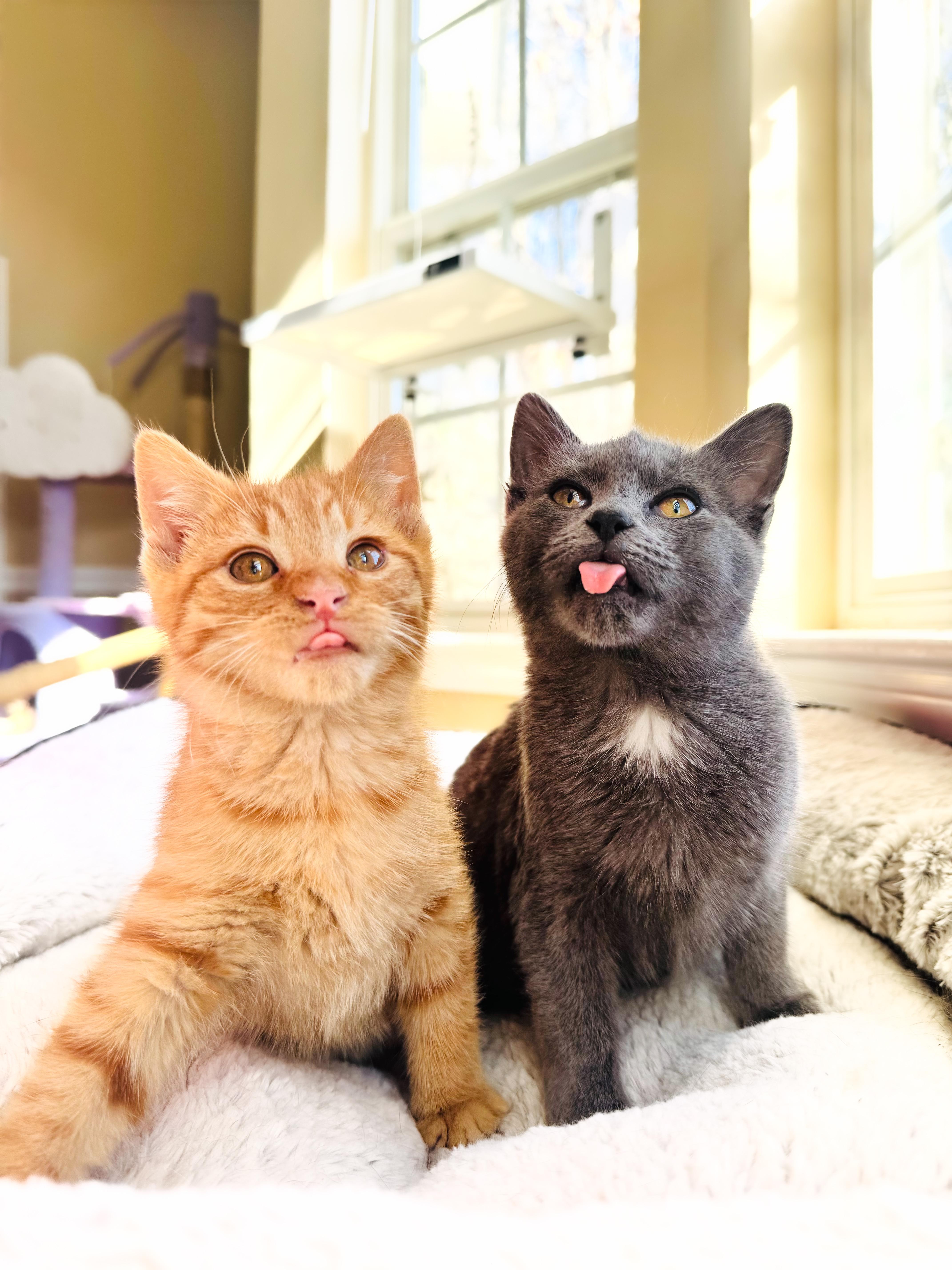 Turkey & Marmot, Adoptable, Kitten Female Domestic Short Hair & Russian Blue.