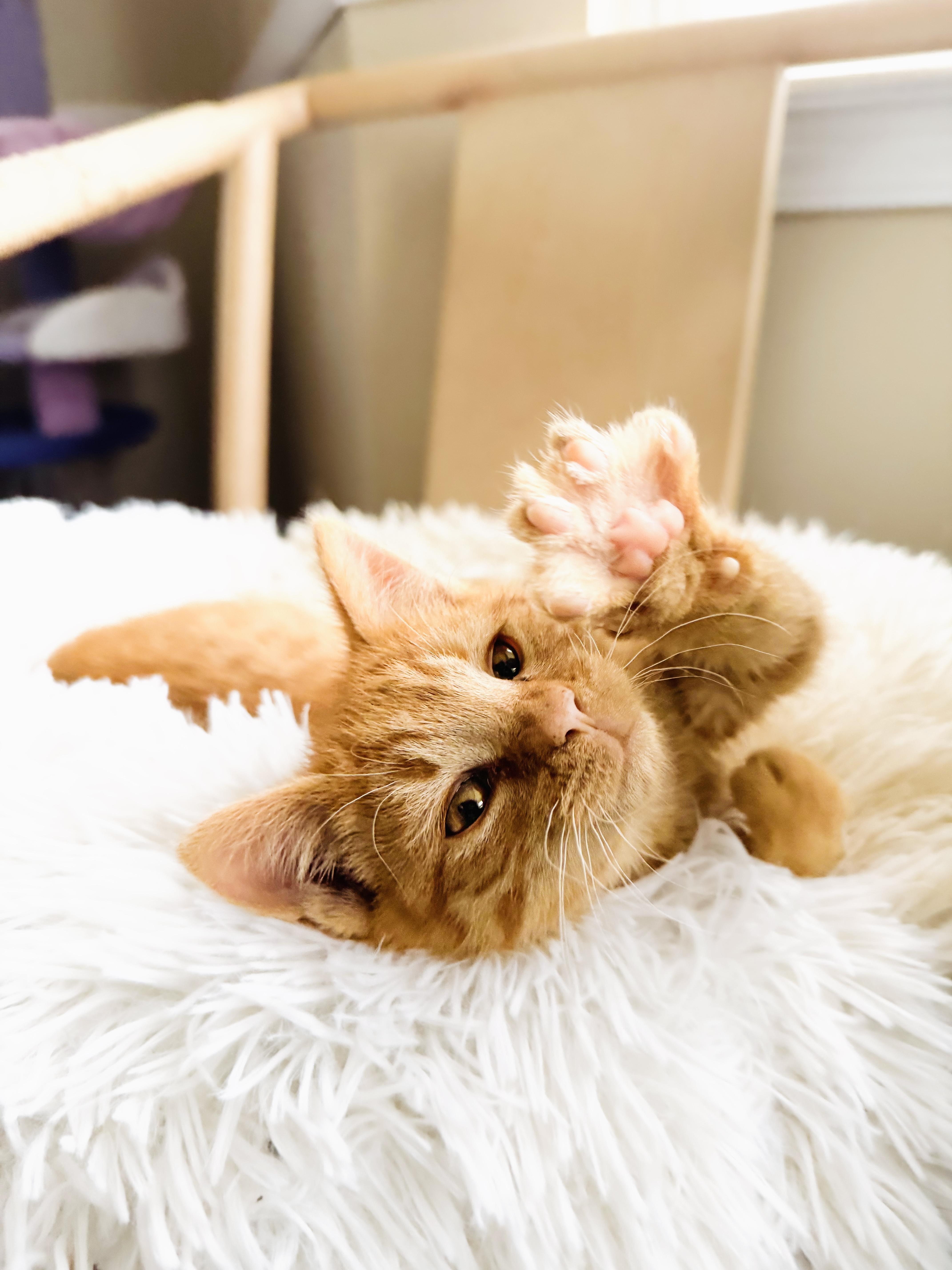 Turkey & Marmot, an adopted mixed breed in Mooresville, NC image 3/5