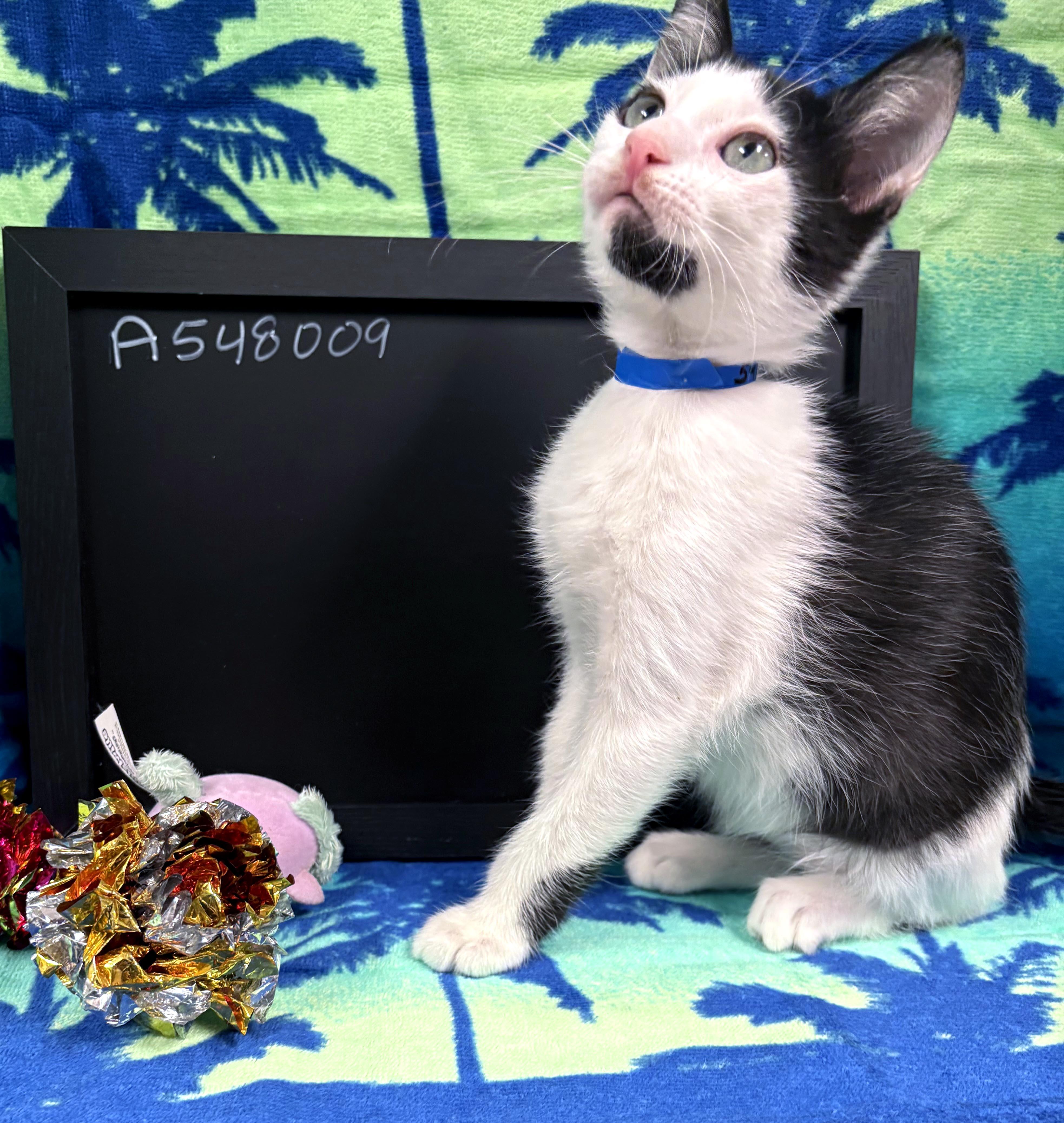 Duke, a ADOPTABLE mixed breed in Lake Monroe, FL image 3/3
