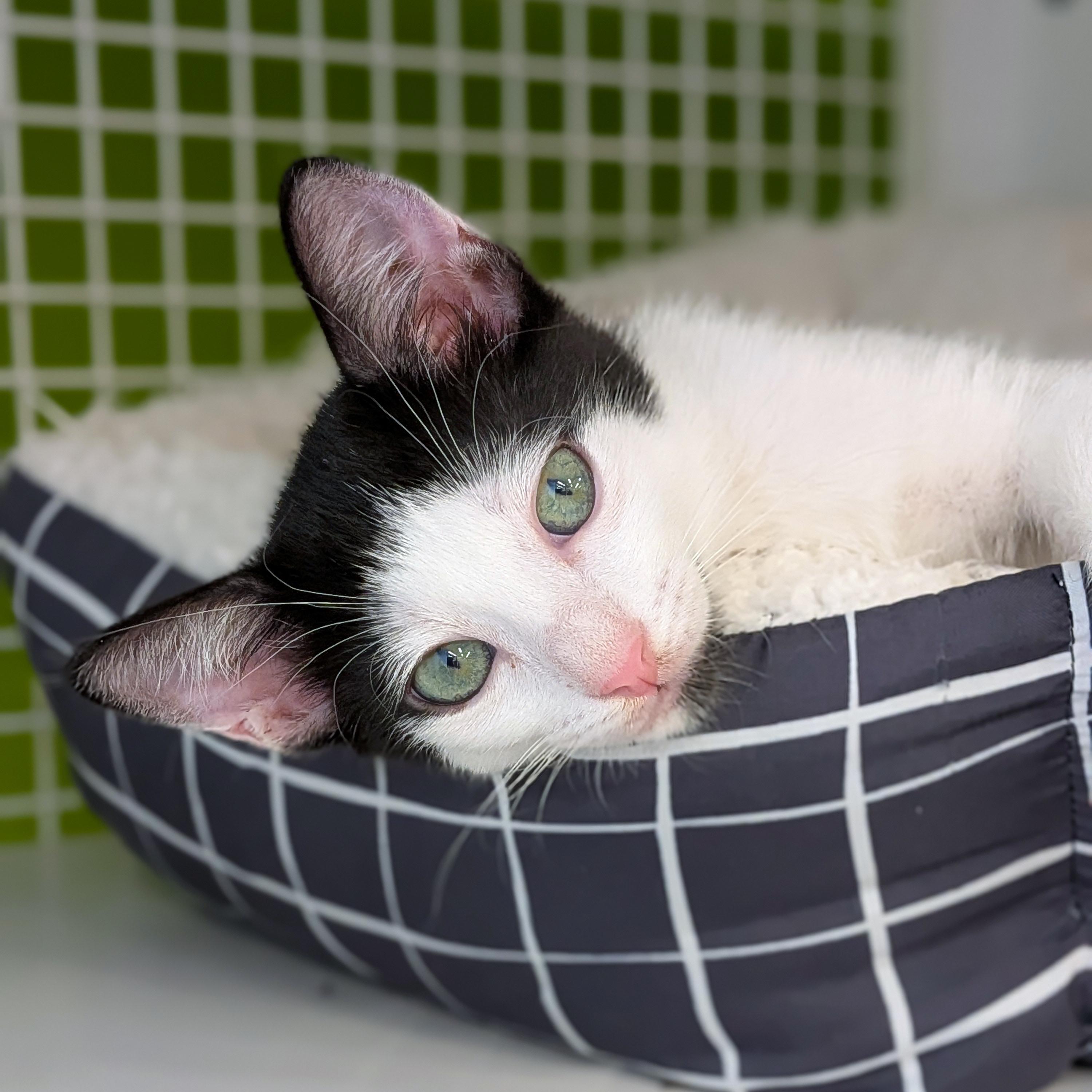 Duke, ADOPTABLE, Kitten Male Domestic Short Hair.
