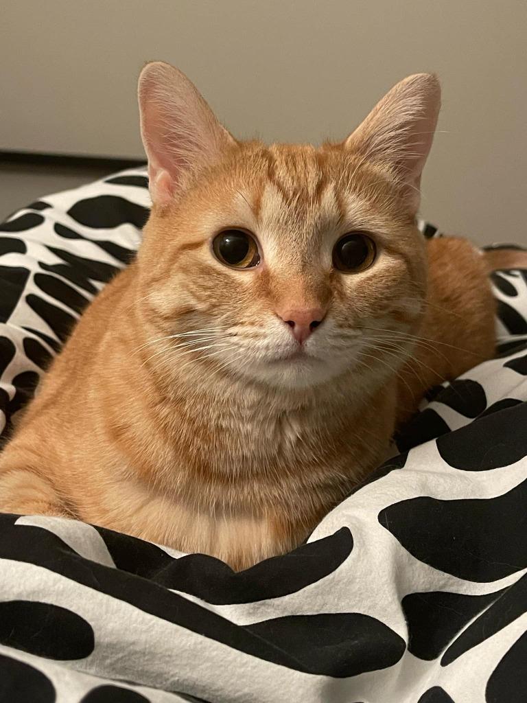 Colby, Adoptable, Adult Female Domestic Short Hair.