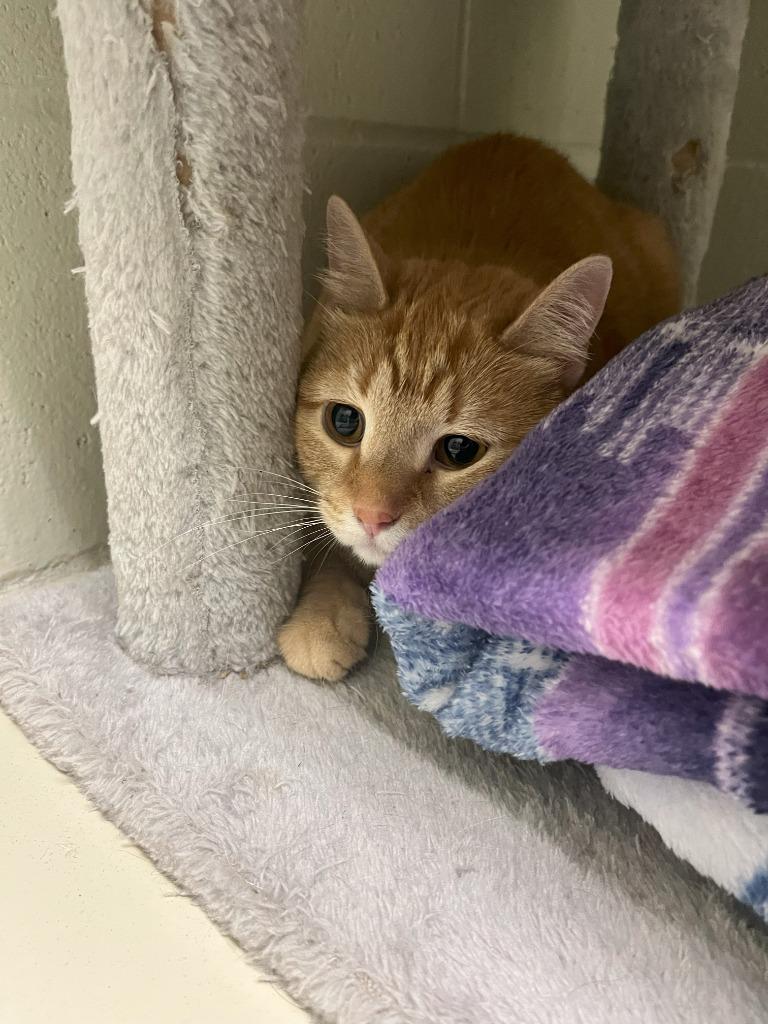 Colby, Adoptable, Adult Female Domestic Short Hair.