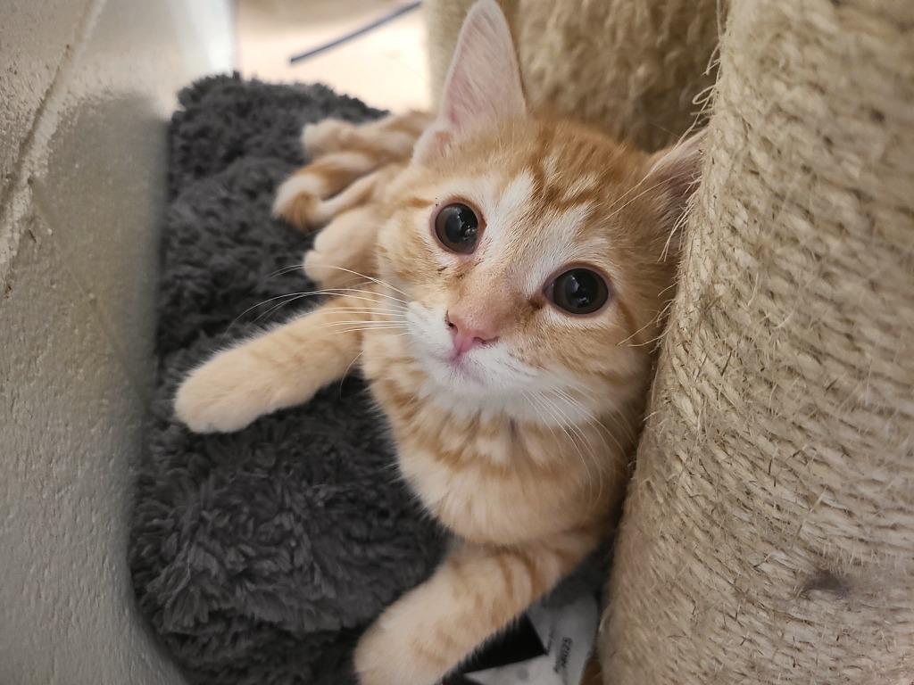 Colby, a Adoptable mixed breed in Hamilton, OH image 3/4