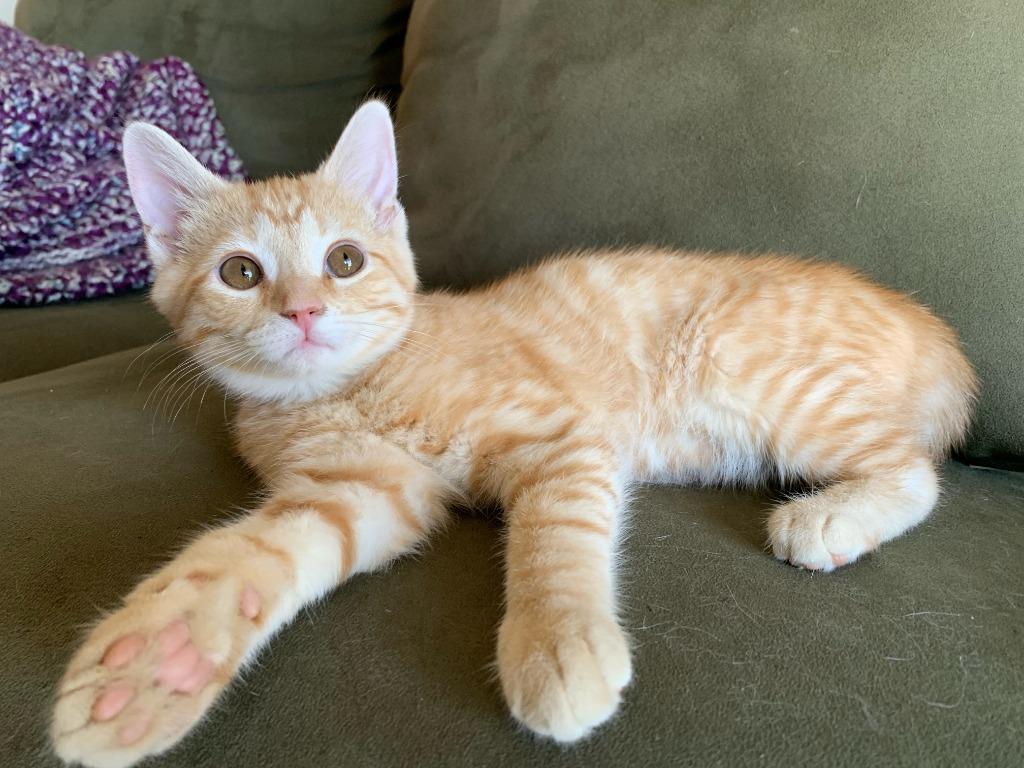 Colby, a Adoptable mixed breed in Hamilton, OH image 4/4