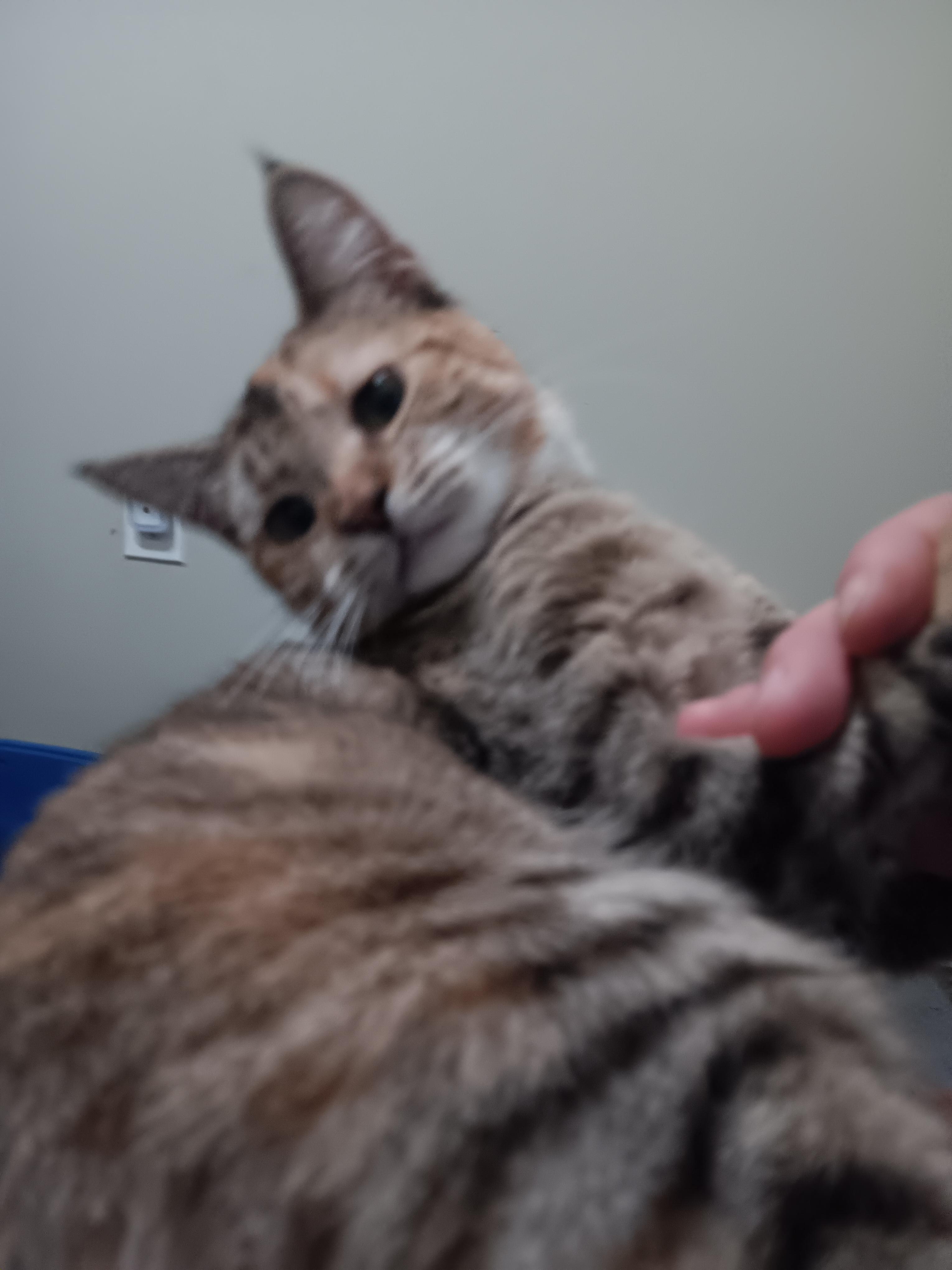 Maple — thumbnail 5