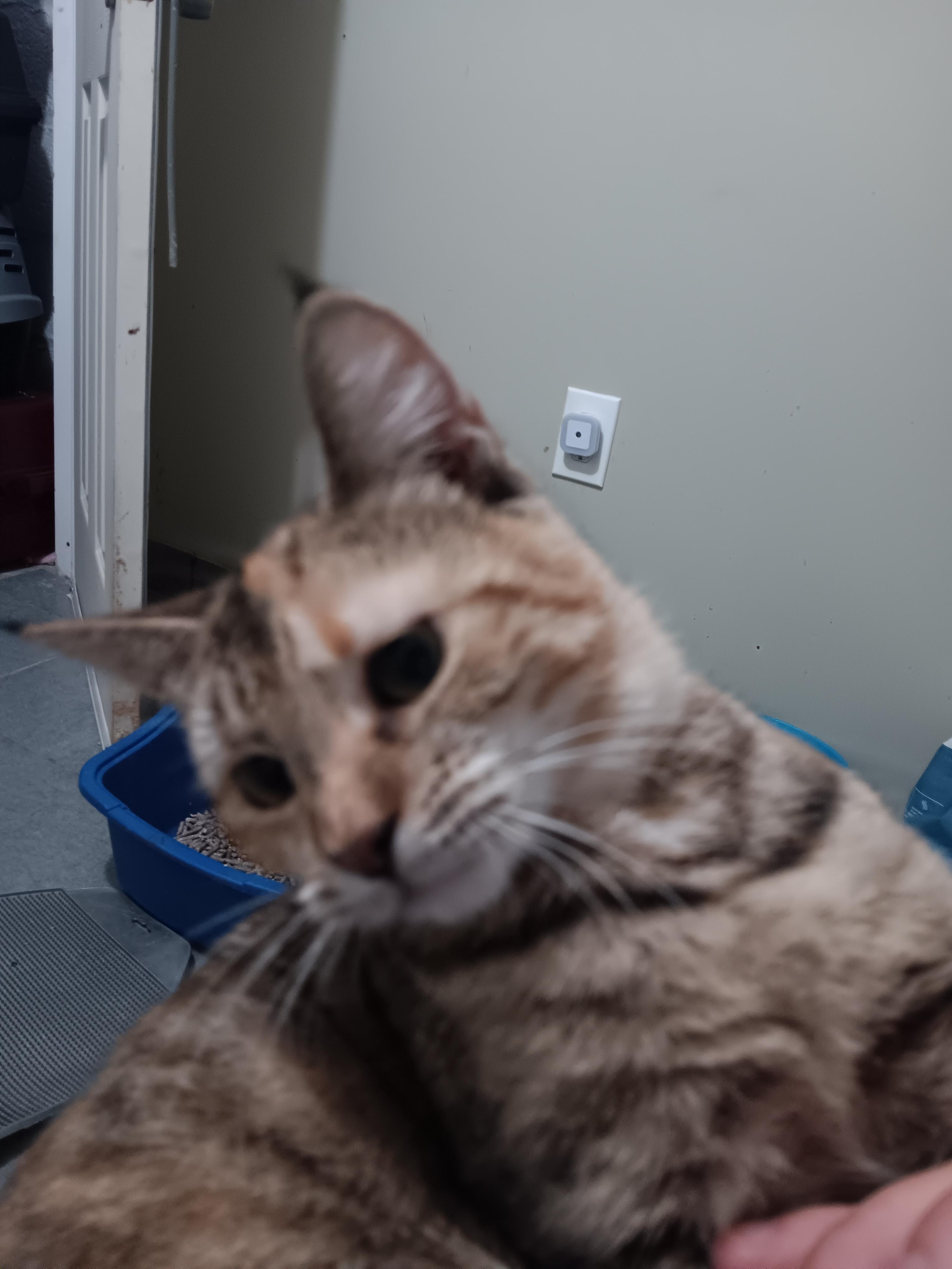 Maple — thumbnail 6