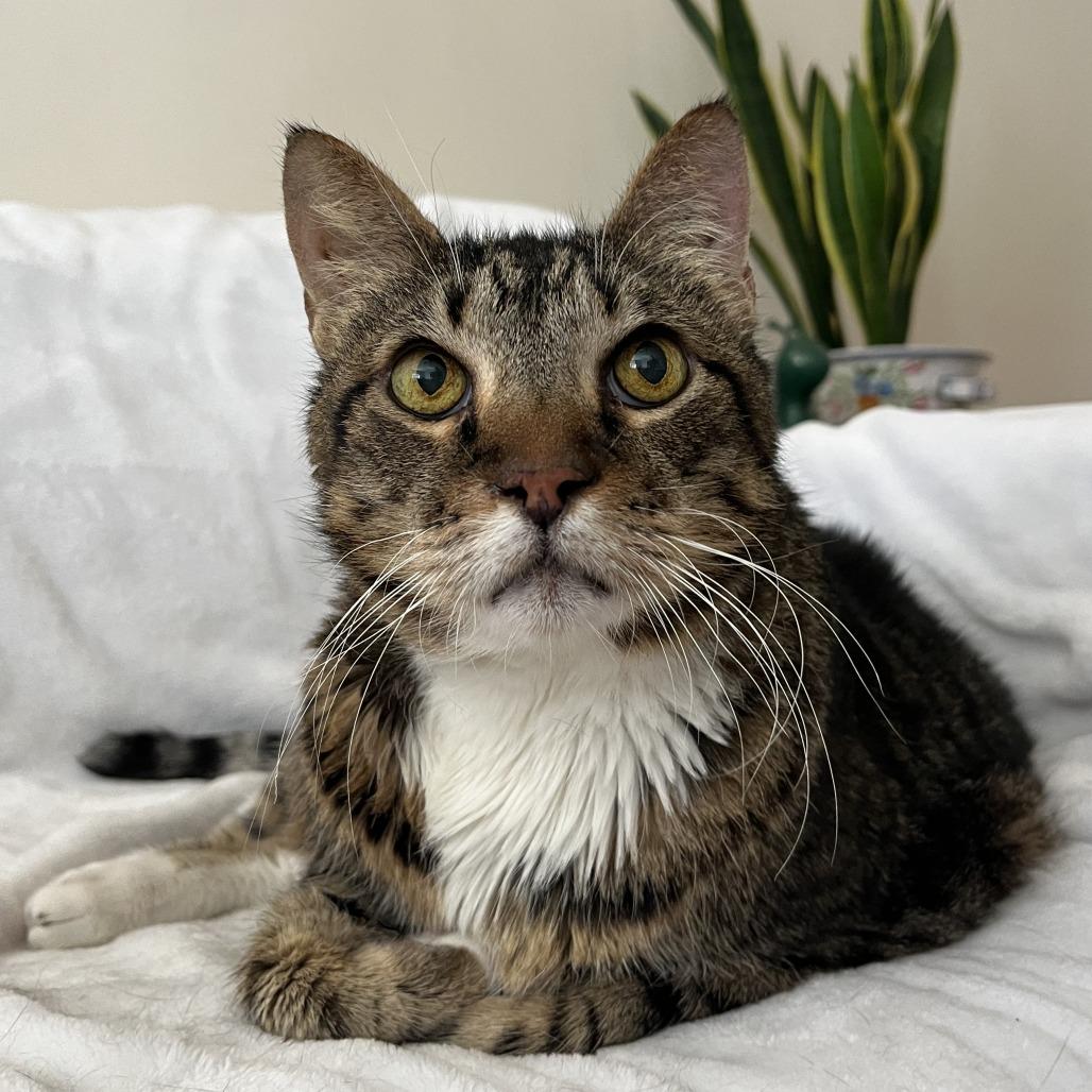 Blanche, Adoptable, Senior Female Domestic Short Hair.