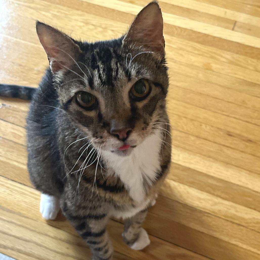 Enlarge Blanche, a Adoptable Domestic Short Hair in Washington, DC image 2/6