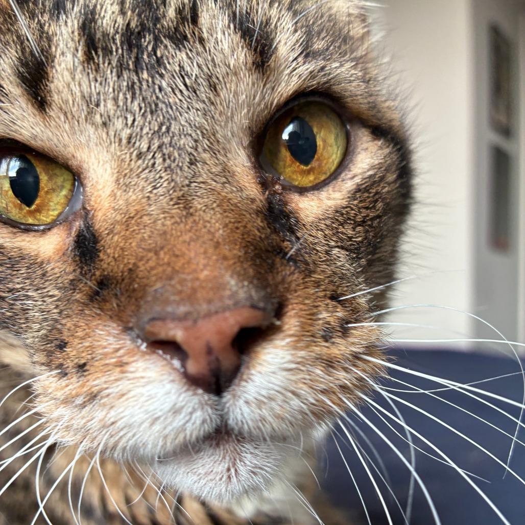 Enlarge Blanche, a Adoptable Domestic Short Hair in Washington, DC image 3/6