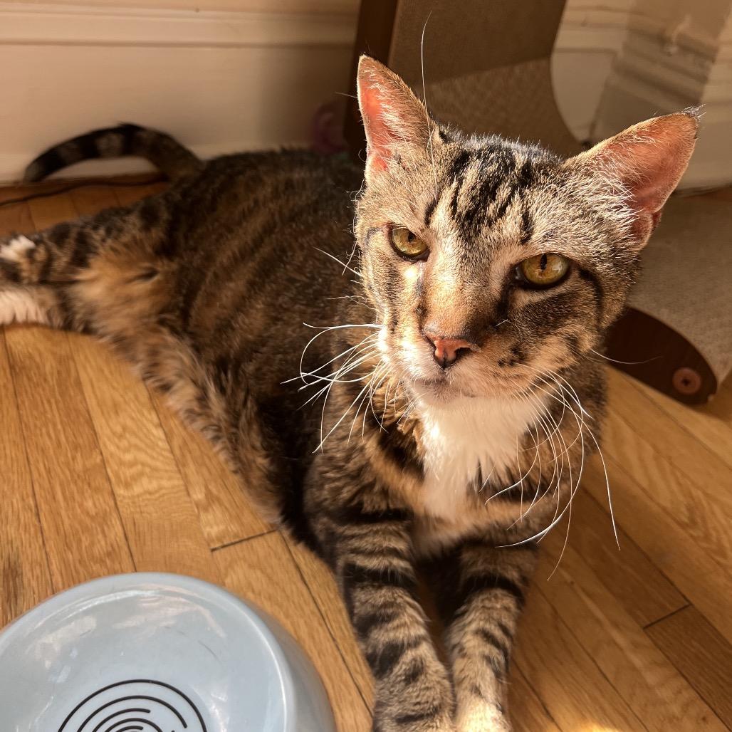 Enlarge Blanche, a Adoptable Domestic Short Hair in Washington, DC image 3/6