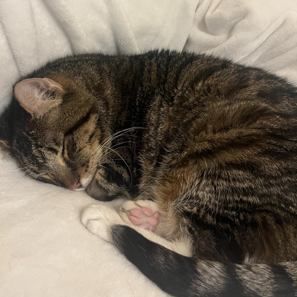 Enlarge Blanche, a Adoptable Domestic Short Hair in Washington, DC image 4/6