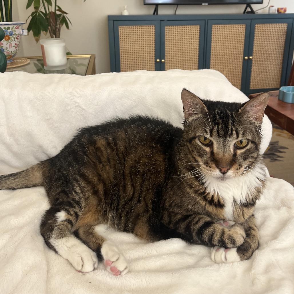 Enlarge Blanche, a Adoptable Domestic Short Hair in Washington, DC image 5/6