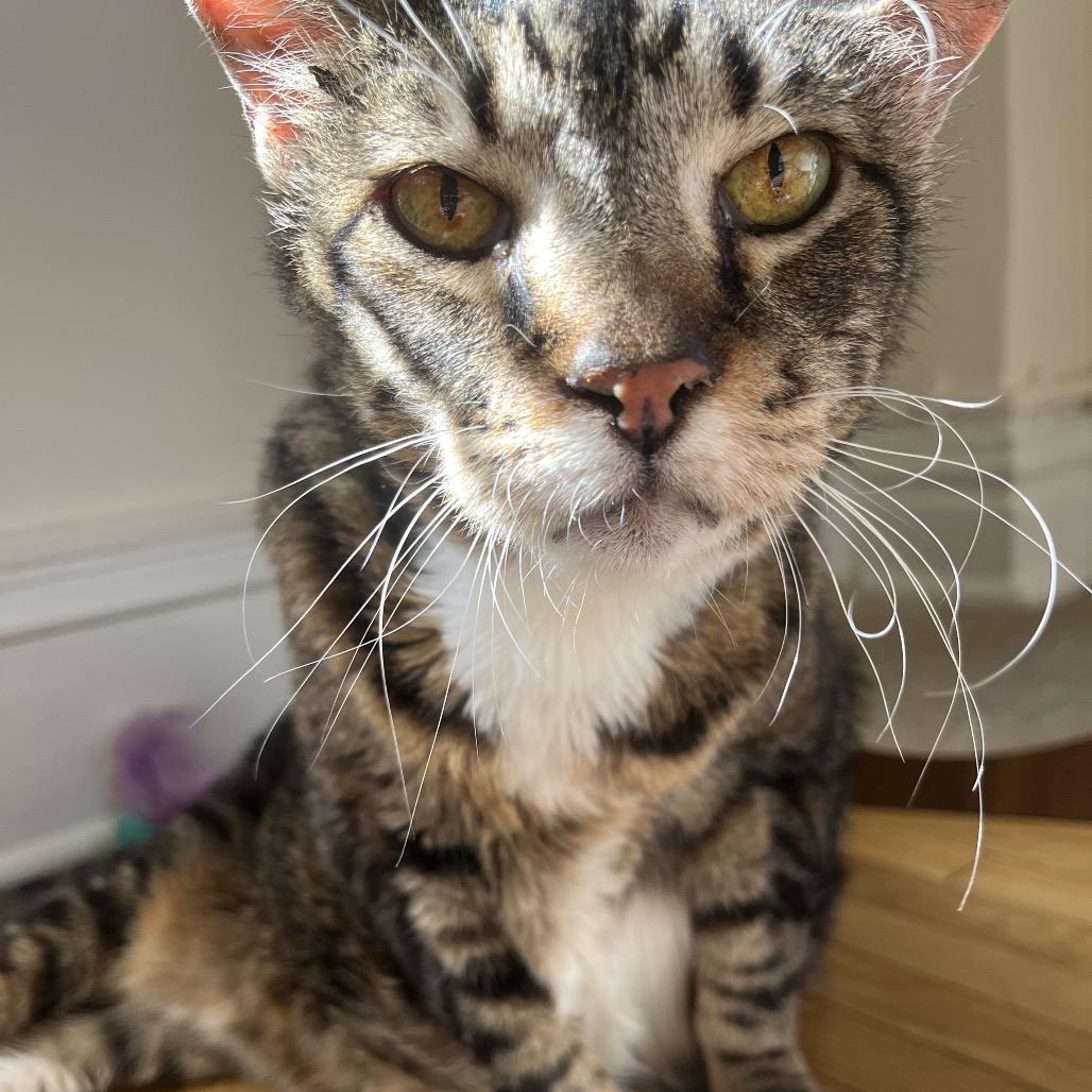 Enlarge Blanche, a Adoptable Domestic Short Hair in Washington, DC image 6/6