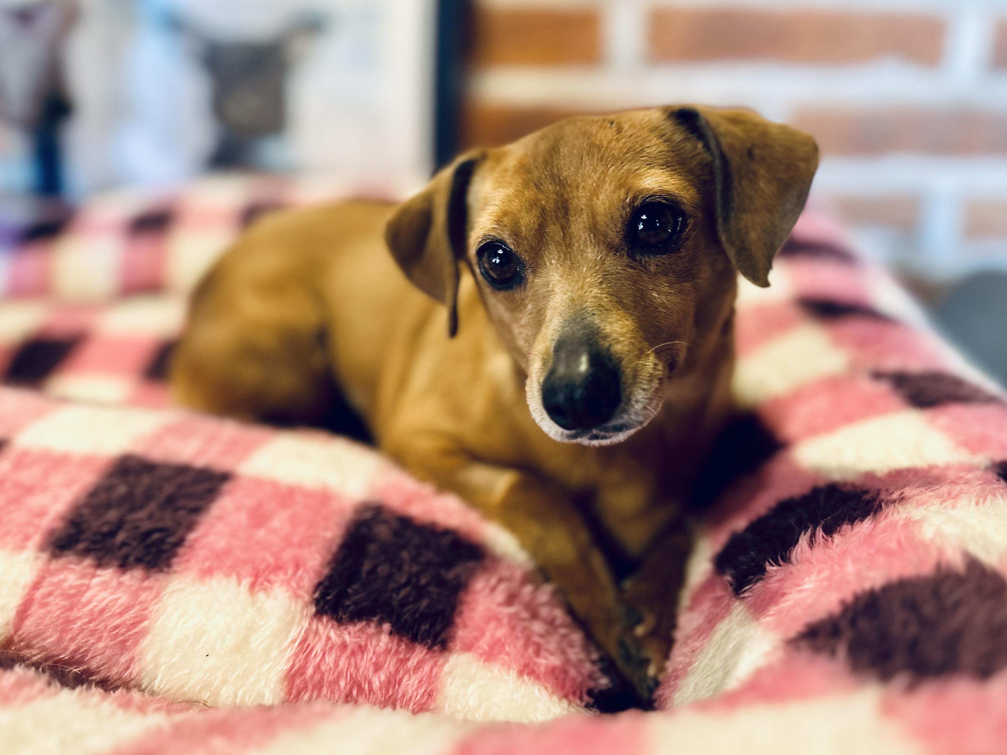 Enlarge Nora, a Adoptable mixed breed in Encino, CA image 1/6