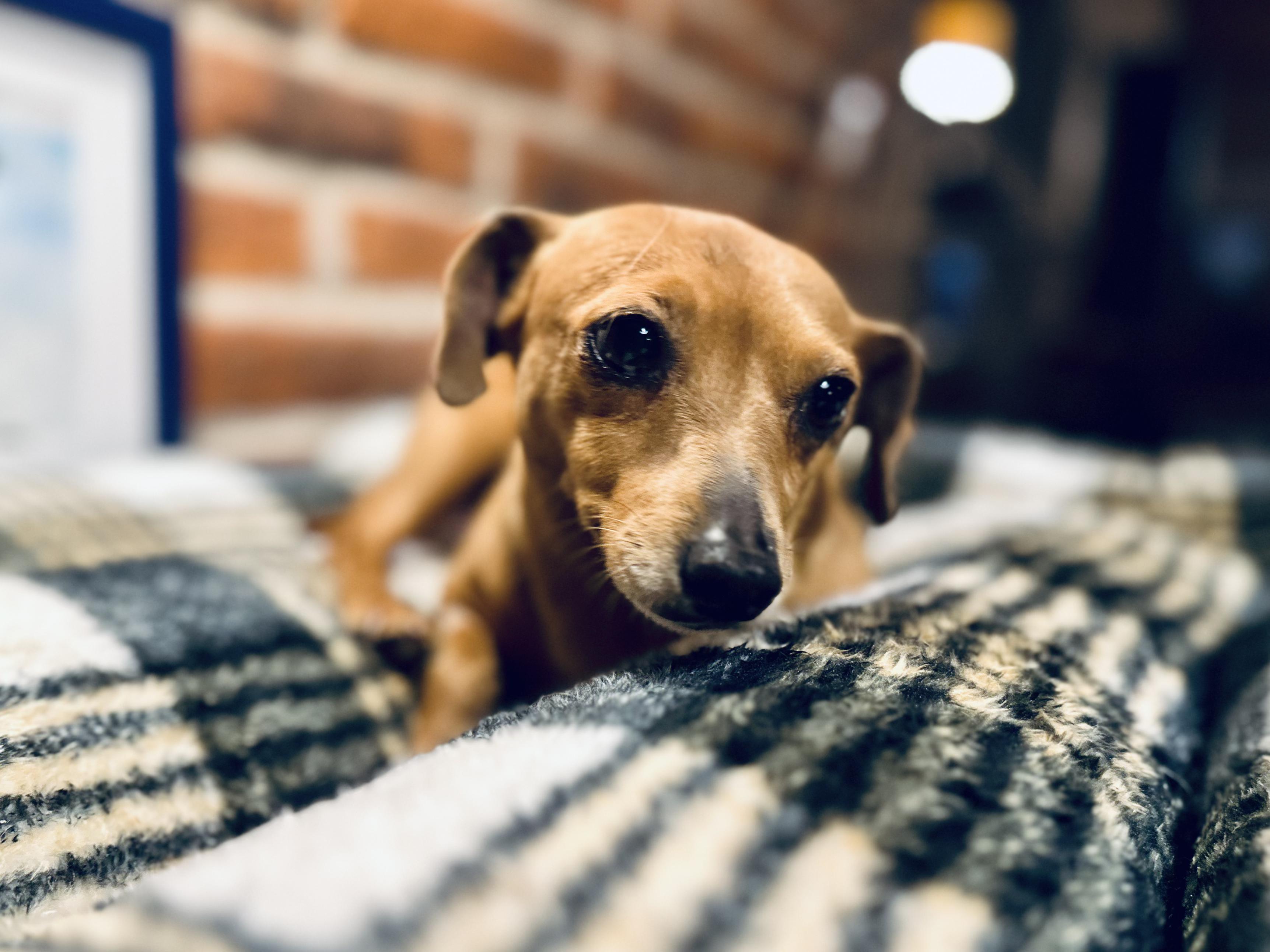 Enlarge Nora, a Adoptable mixed breed in Encino, CA image 4/6