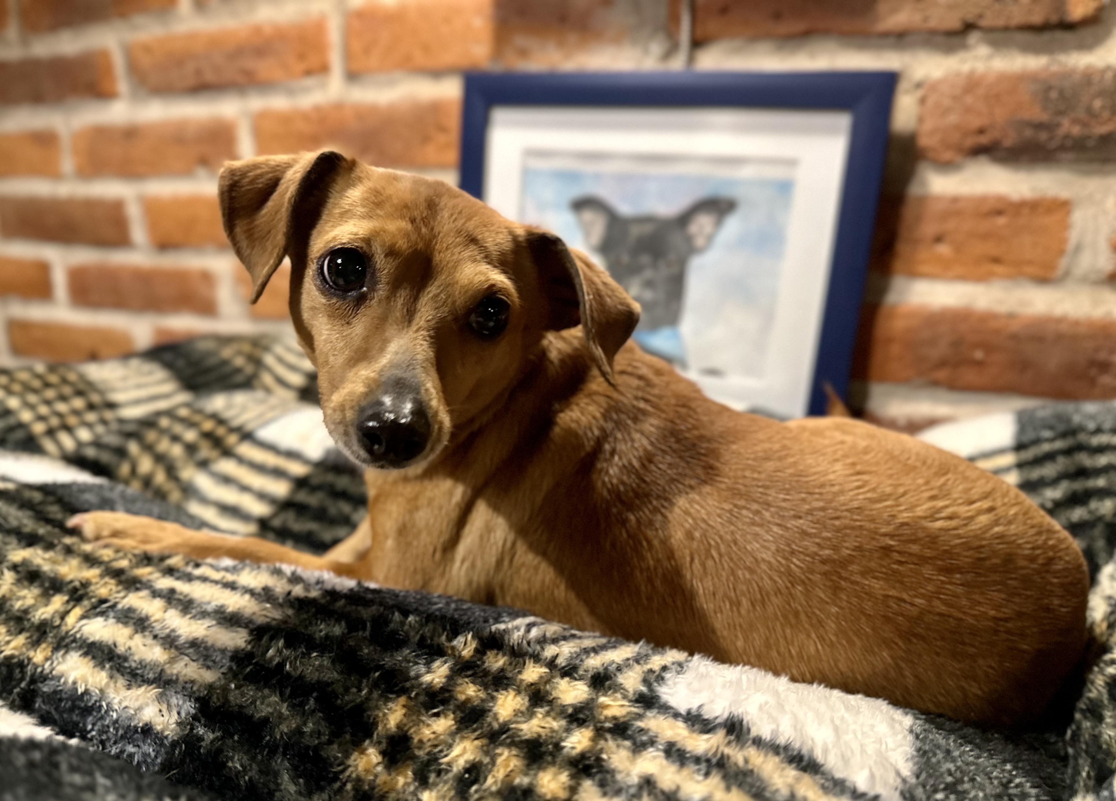 Enlarge Nora, a Adoptable mixed breed in Encino, CA image 2/6