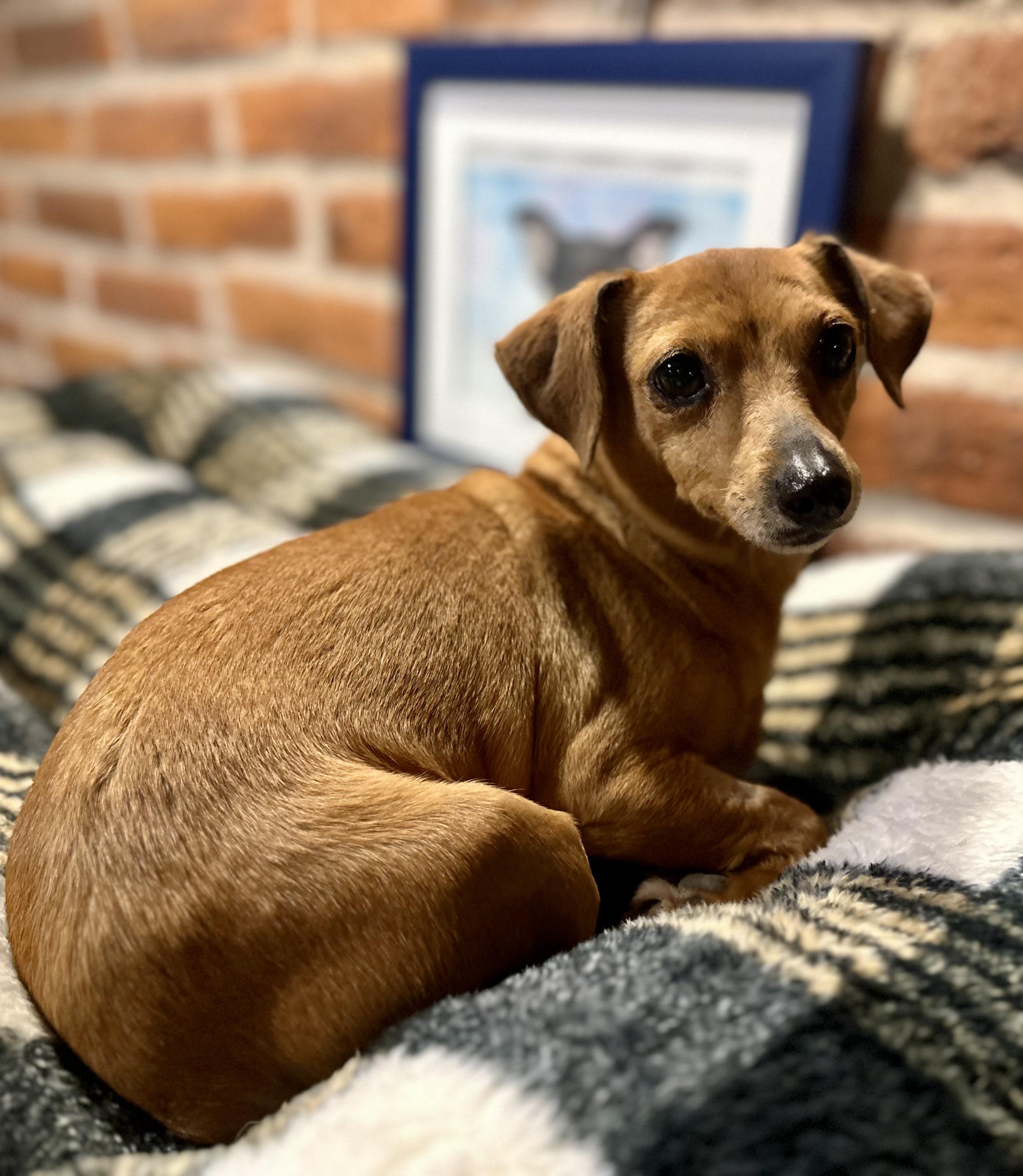 Enlarge Nora, a Adoptable mixed breed in Encino, CA image 5/6