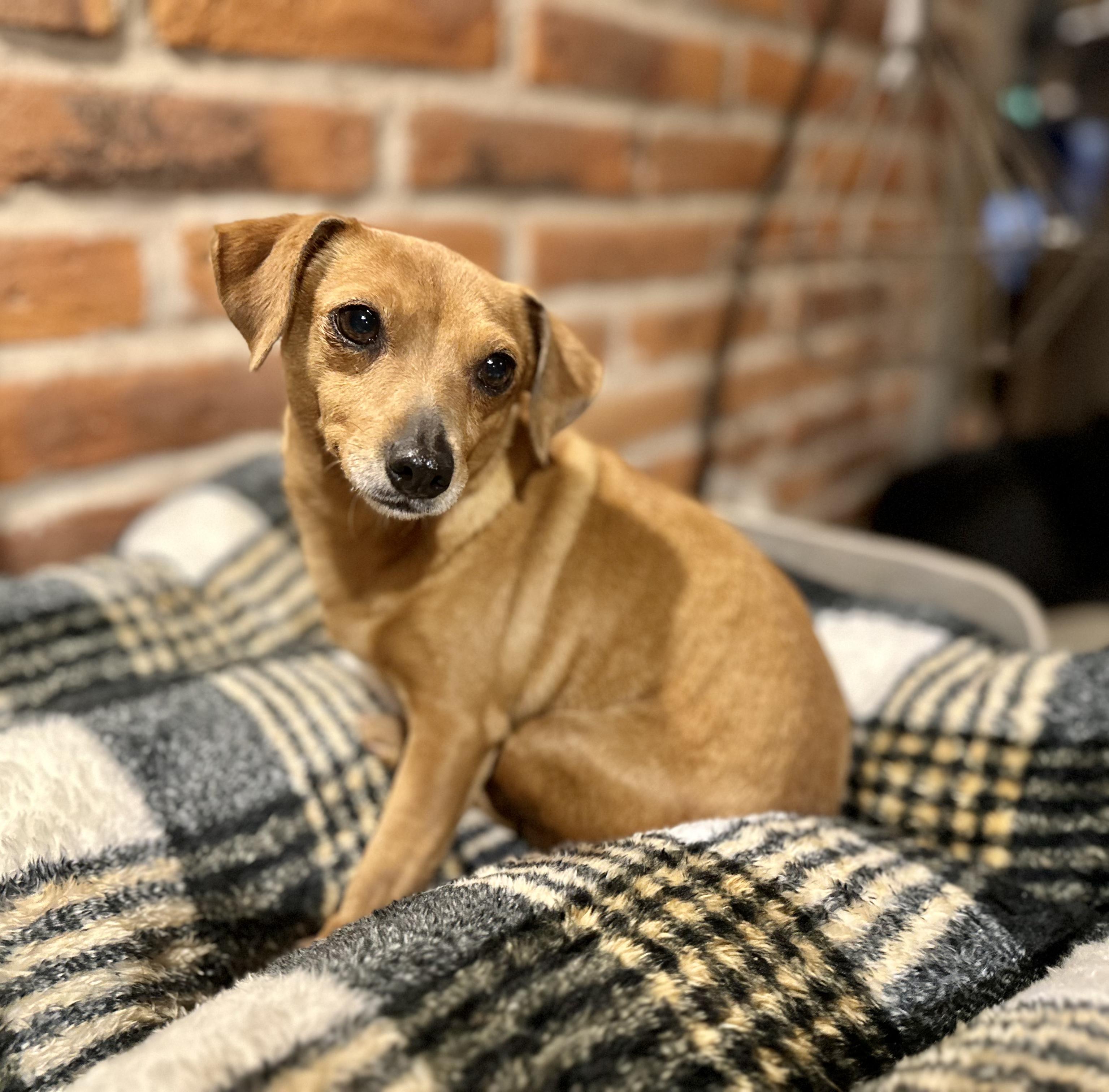 Enlarge Nora, a Adoptable mixed breed in Encino, CA image 3/6