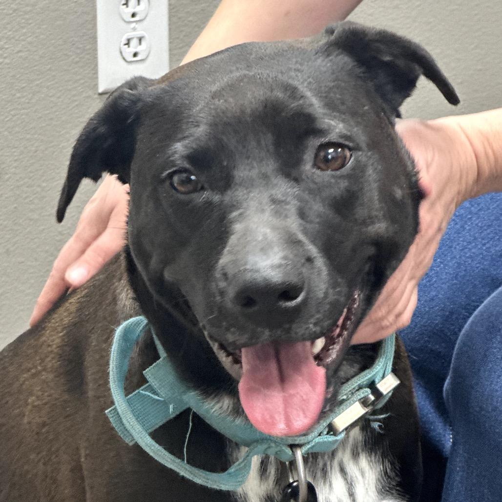 Oaklyn (Jasmine), Adoptable, Adult Female Australian Cattle Dog / Blue Heeler & Chocolate Labrador Retriever.