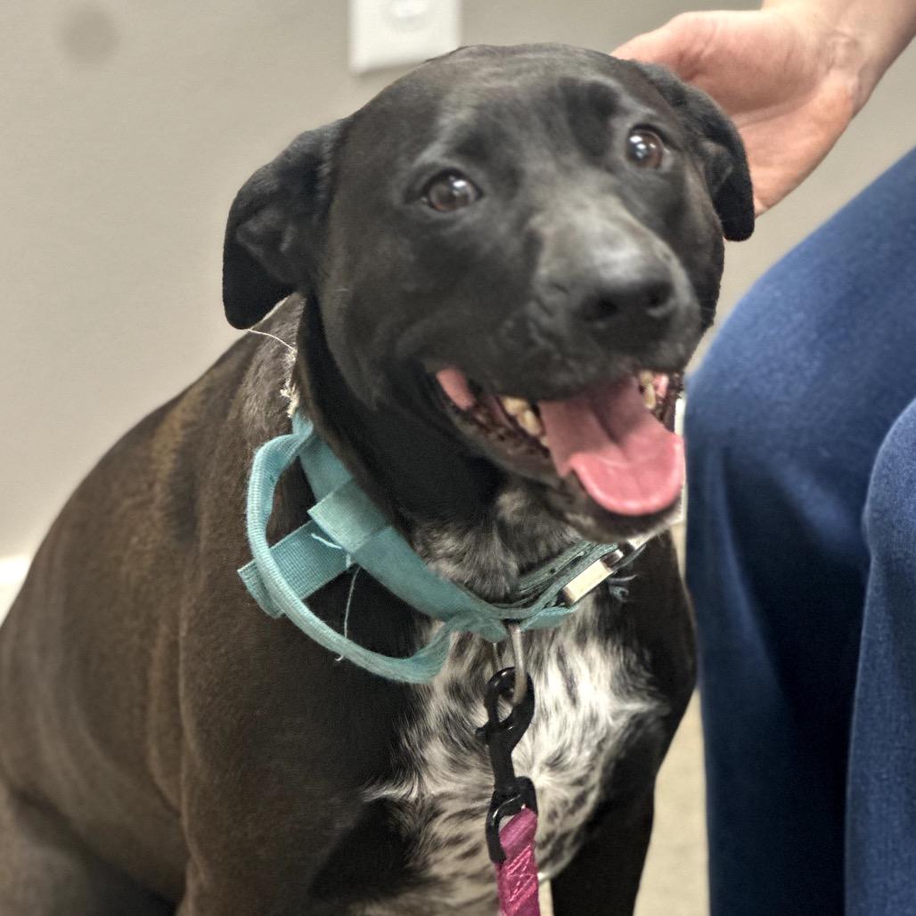 Enlarge Oaklyn (Jasmine), a Adoptable mixed breed in Midland, TX image 2/4