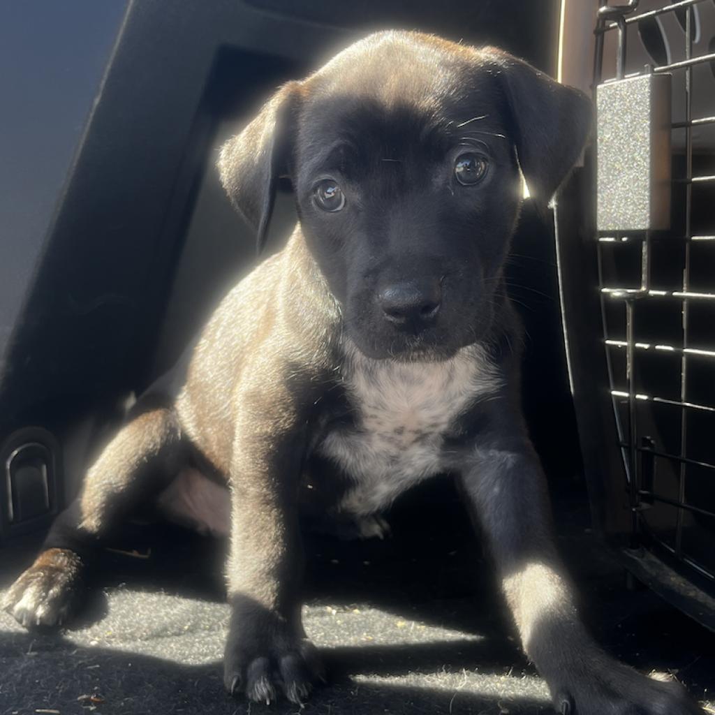 Enlarge Oaklyn (Jasmine), a Adoptable mixed breed in Midland, TX image 3/4