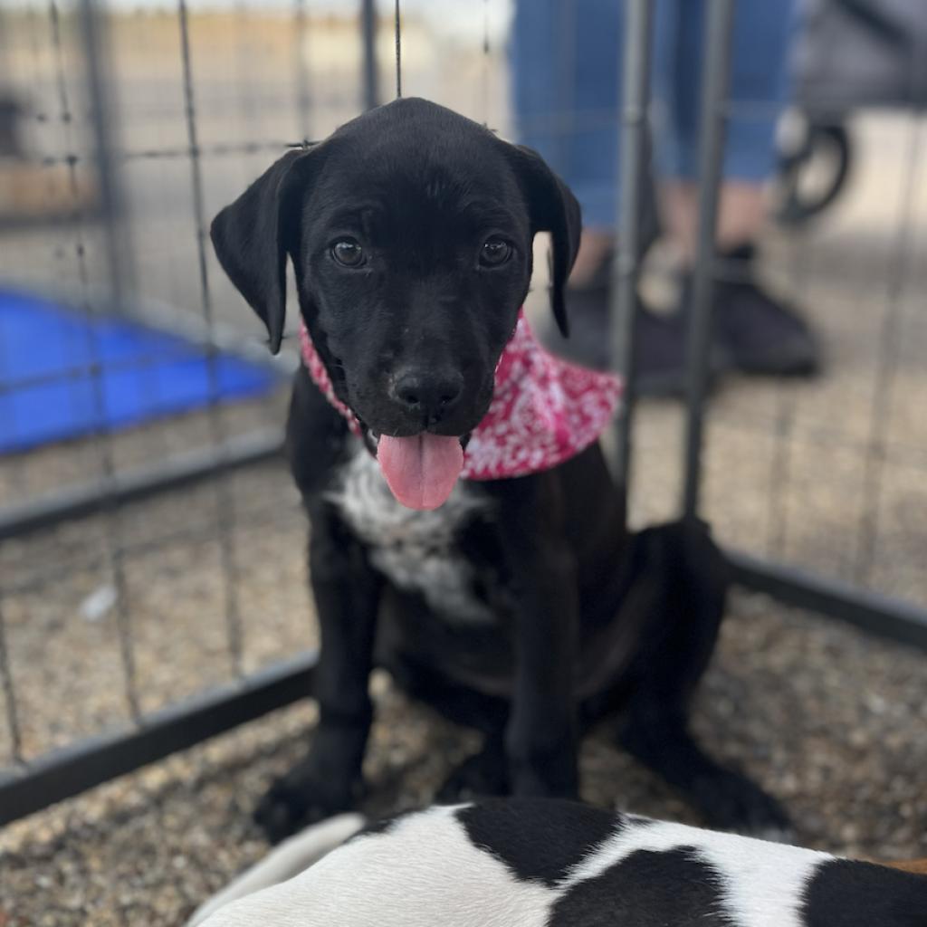 Enlarge Oaklyn (Jasmine), a Adoptable mixed breed in Midland, TX image 4/4